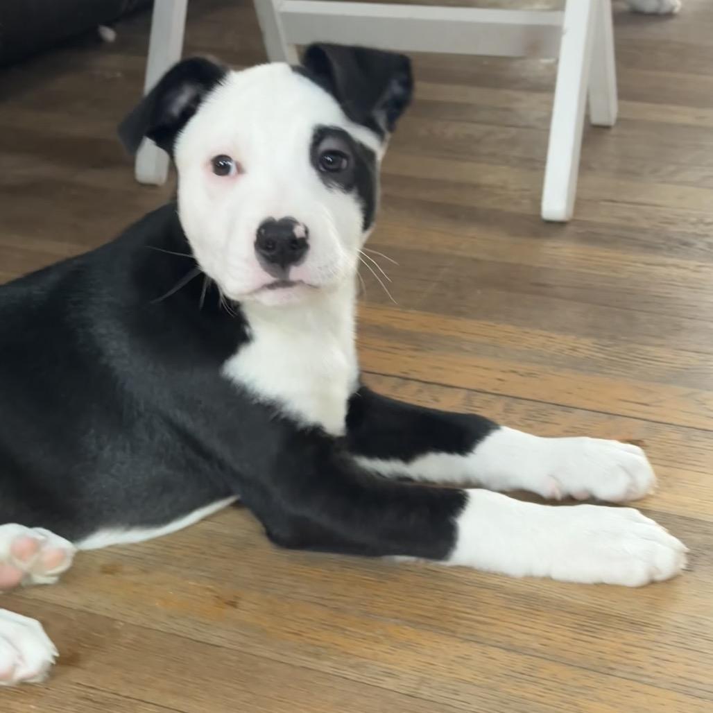 NY Benedict Feb 28 (Tractor Supply Patterson, NY), a Adoptable mixed breed in Eastford, CT image 4/4