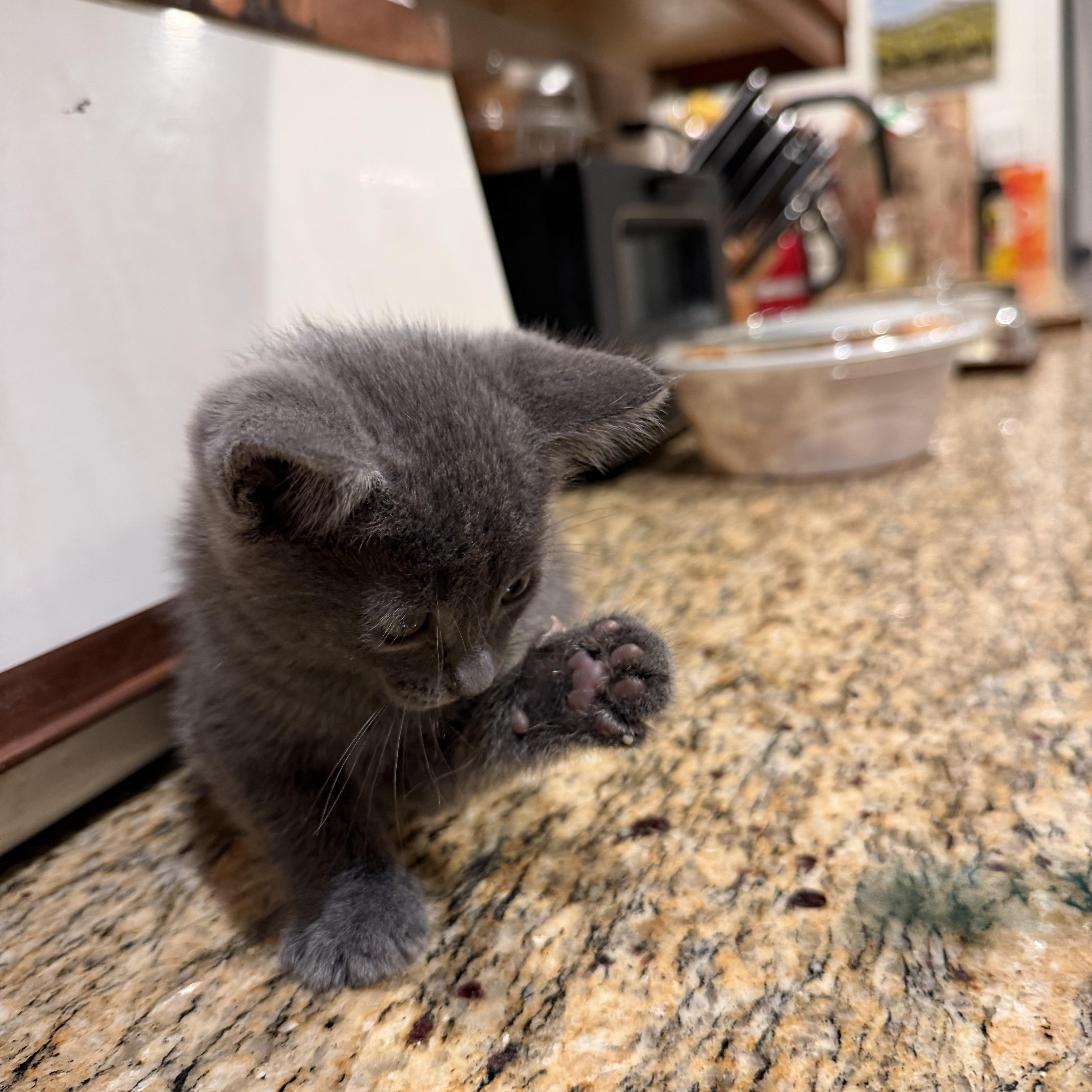 Enlarge Bluebell, an adopted Russian Blue in Redlands , CA image 2/4