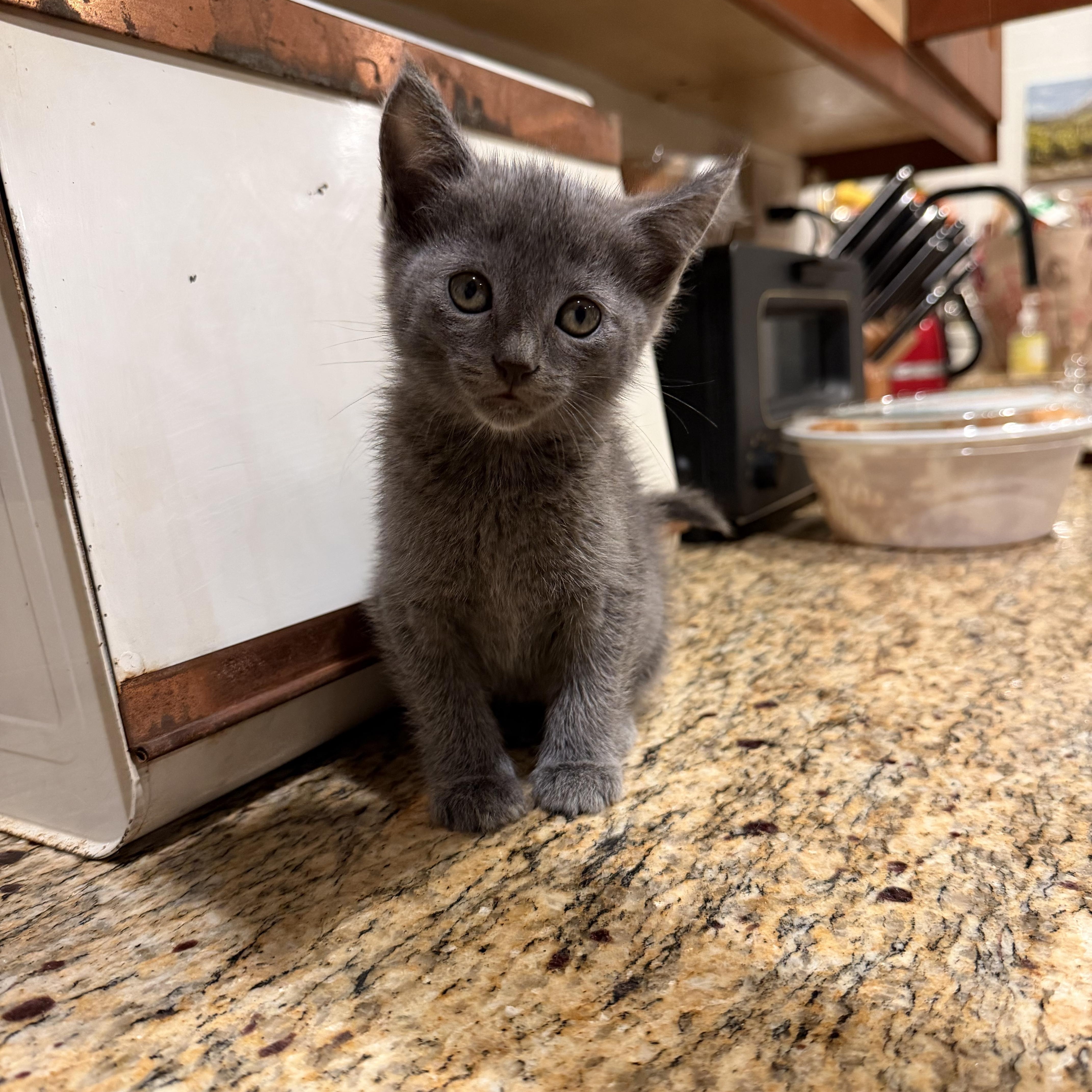 Enlarge Bluebell, an adopted Russian Blue in Redlands , CA image 1/4