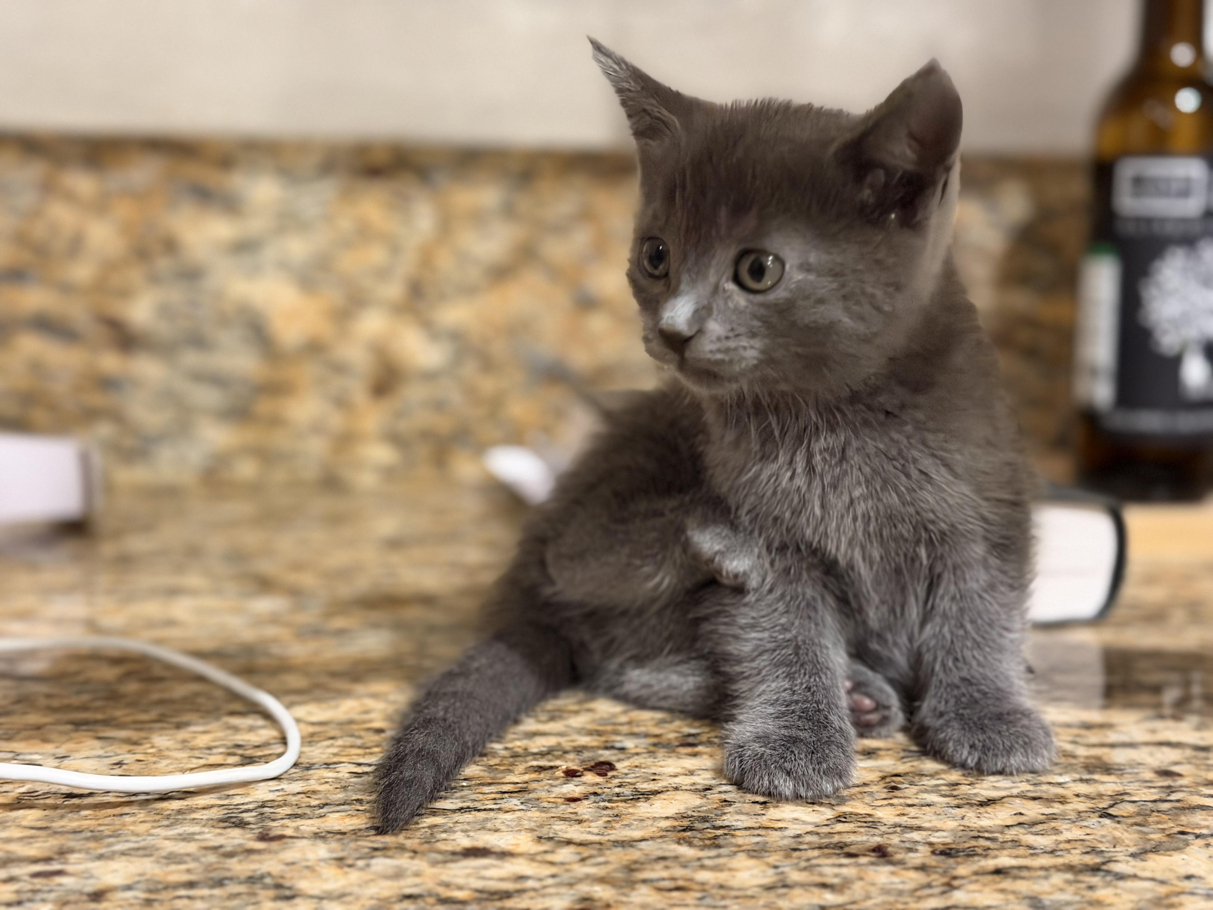 Enlarge Bluebell, an adopted Russian Blue in Redlands , CA image 4/4