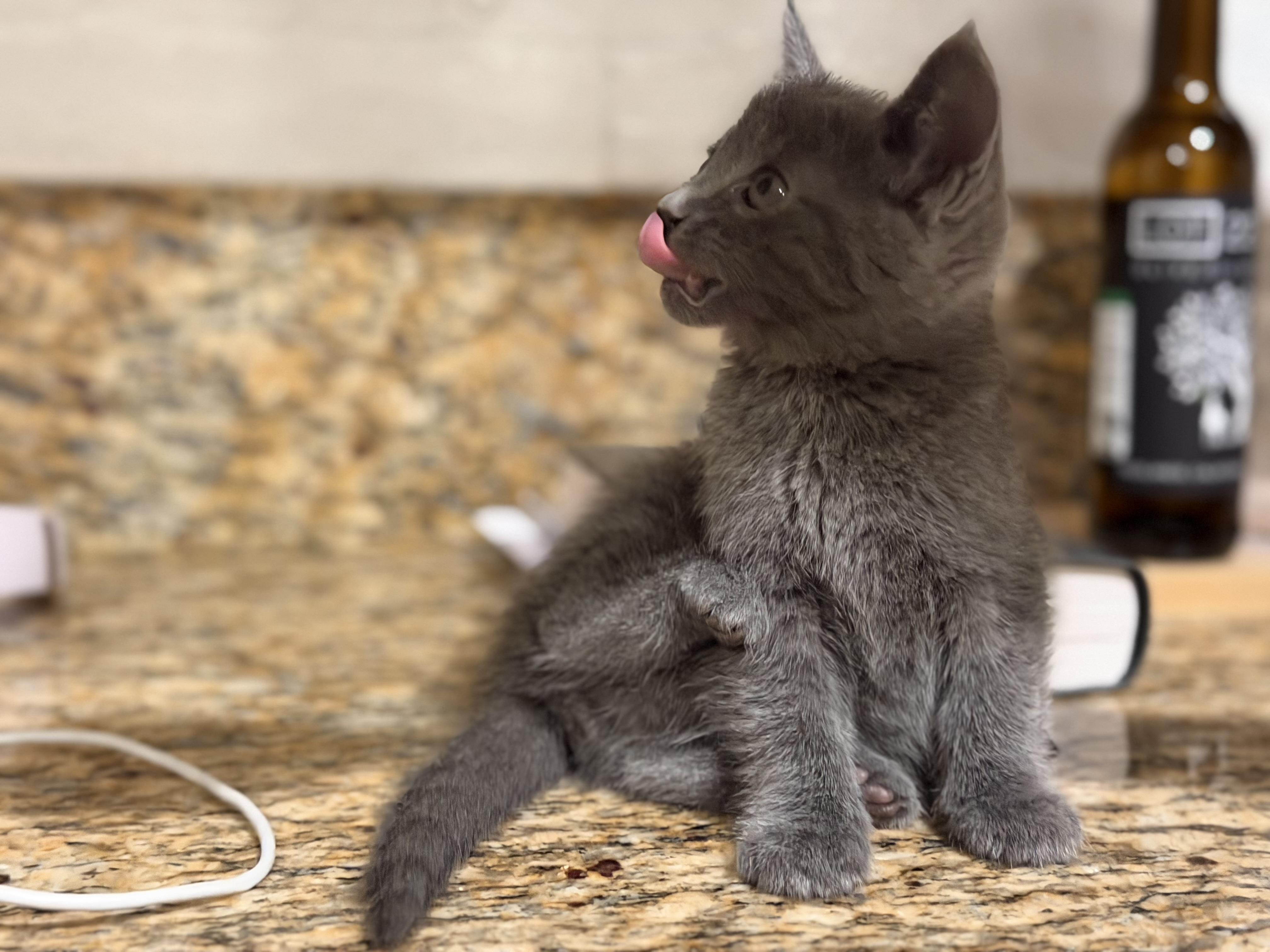 Enlarge Bluebell, an adopted Russian Blue in Redlands , CA image 3/4