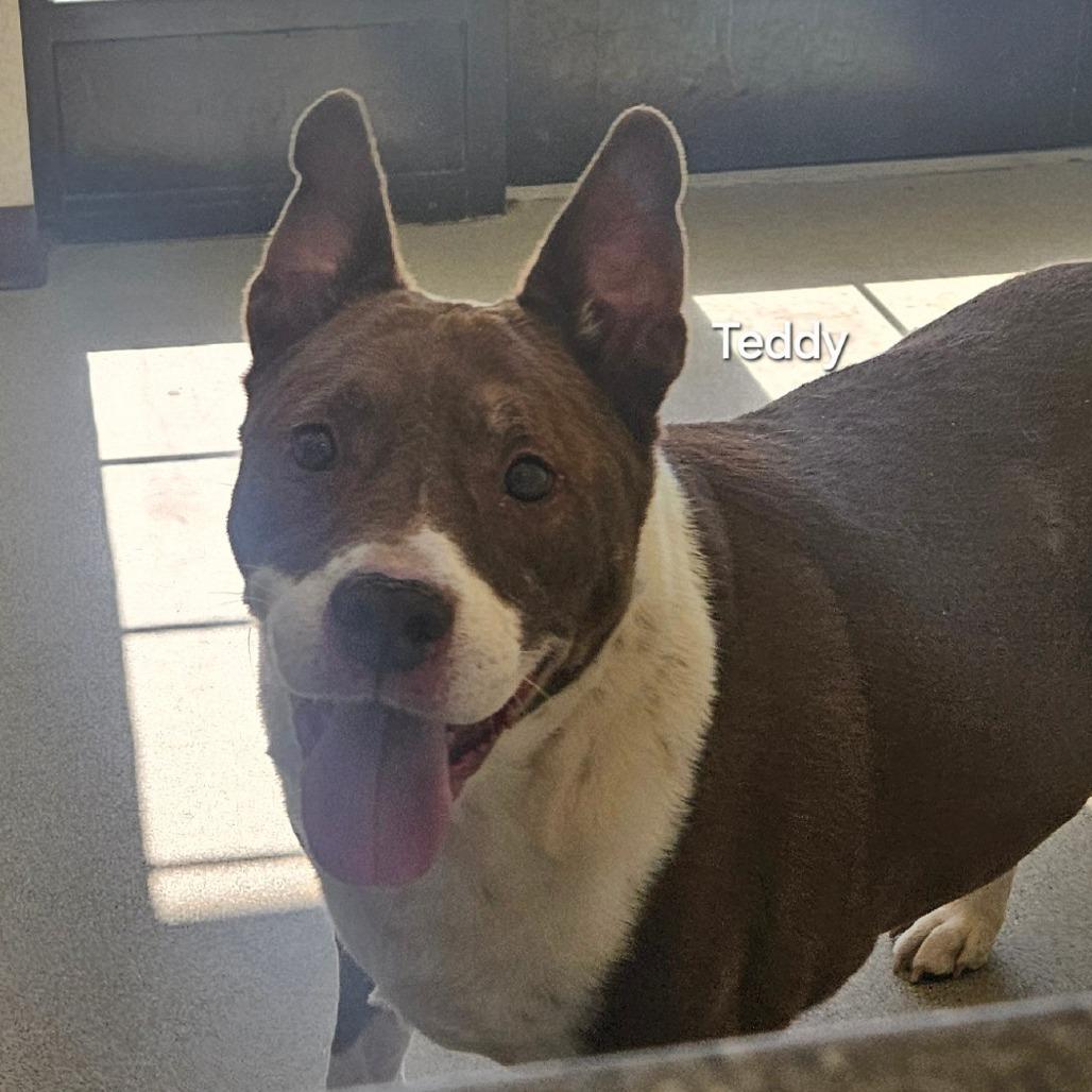 Teddy, Adoptable, Senior Male Mixed Breed & Terrier.