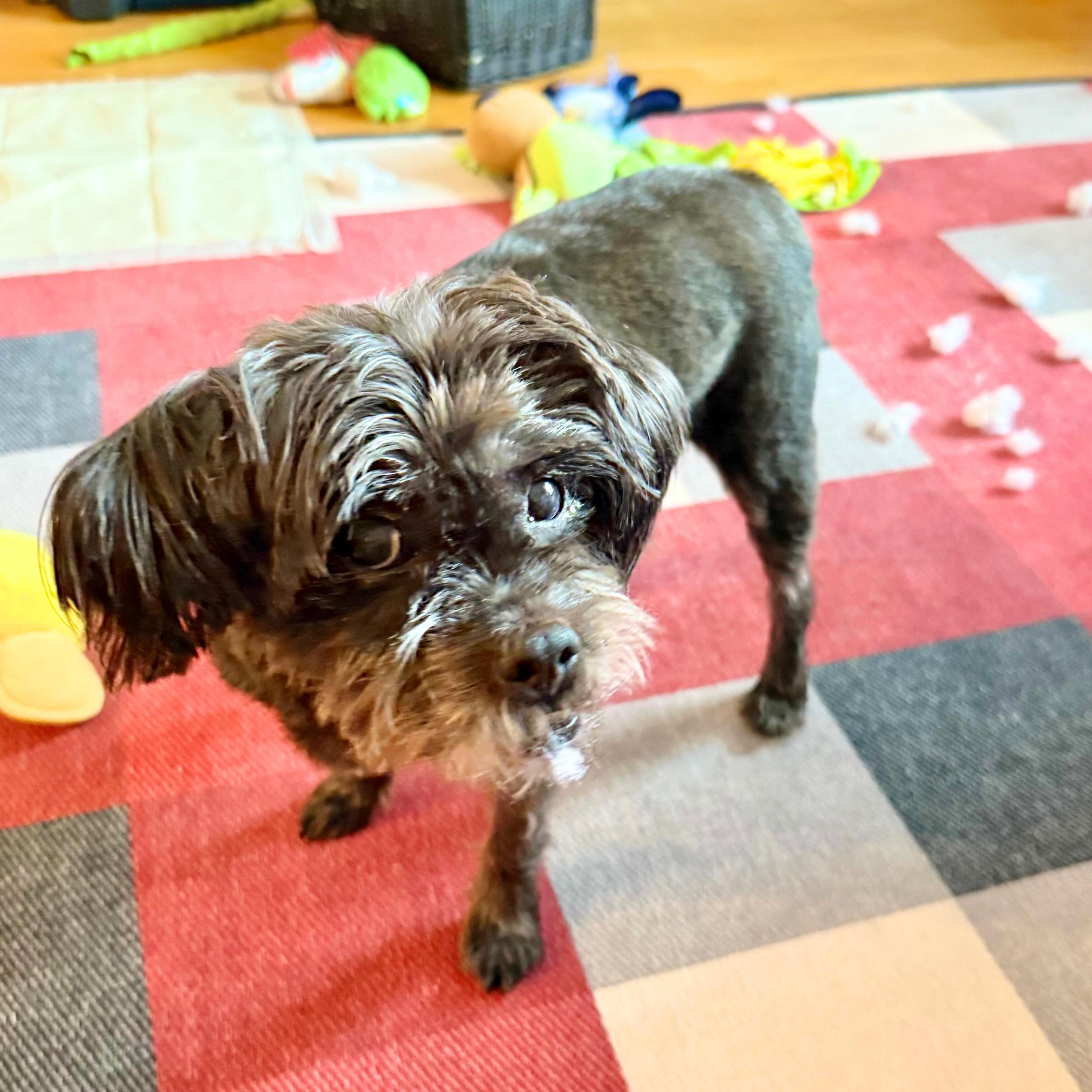 Pine Cone, a Adoptable mixed breed in Brooklyn, NY image 4/6