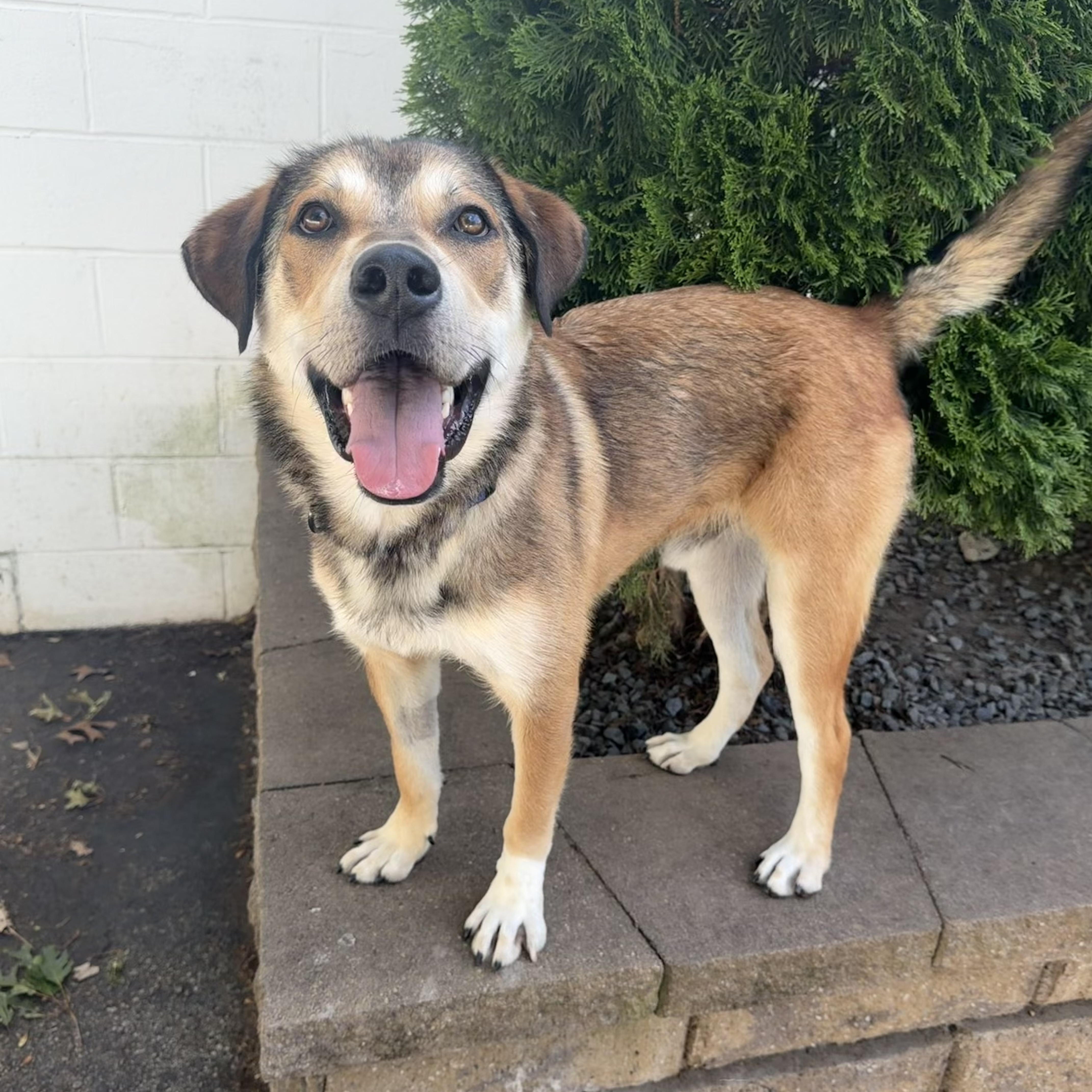 MONTY, a Adoptable mixed breed in Cranston, RI image 1/4