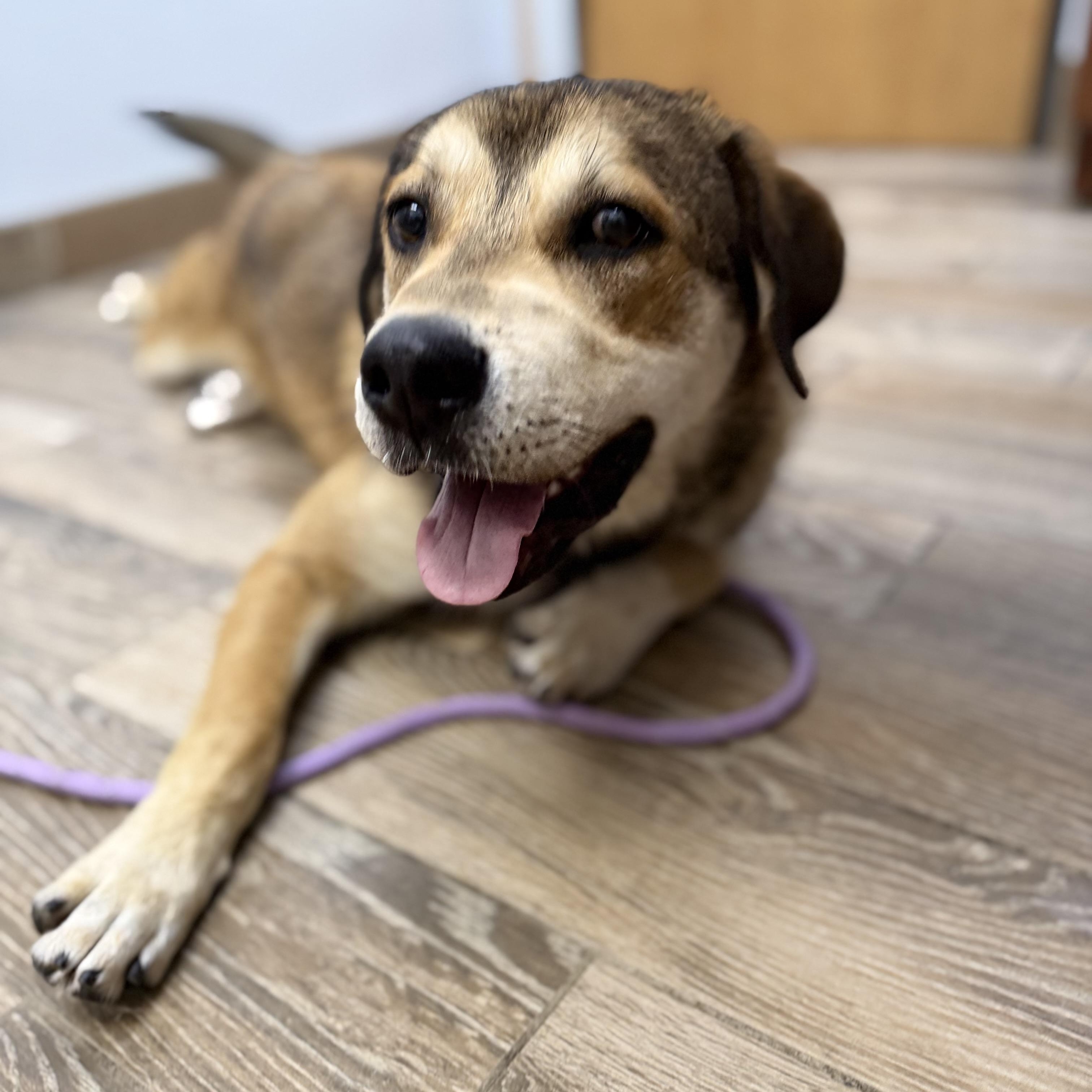 MONTY, a Adoptable mixed breed in Cranston, RI image 3/4