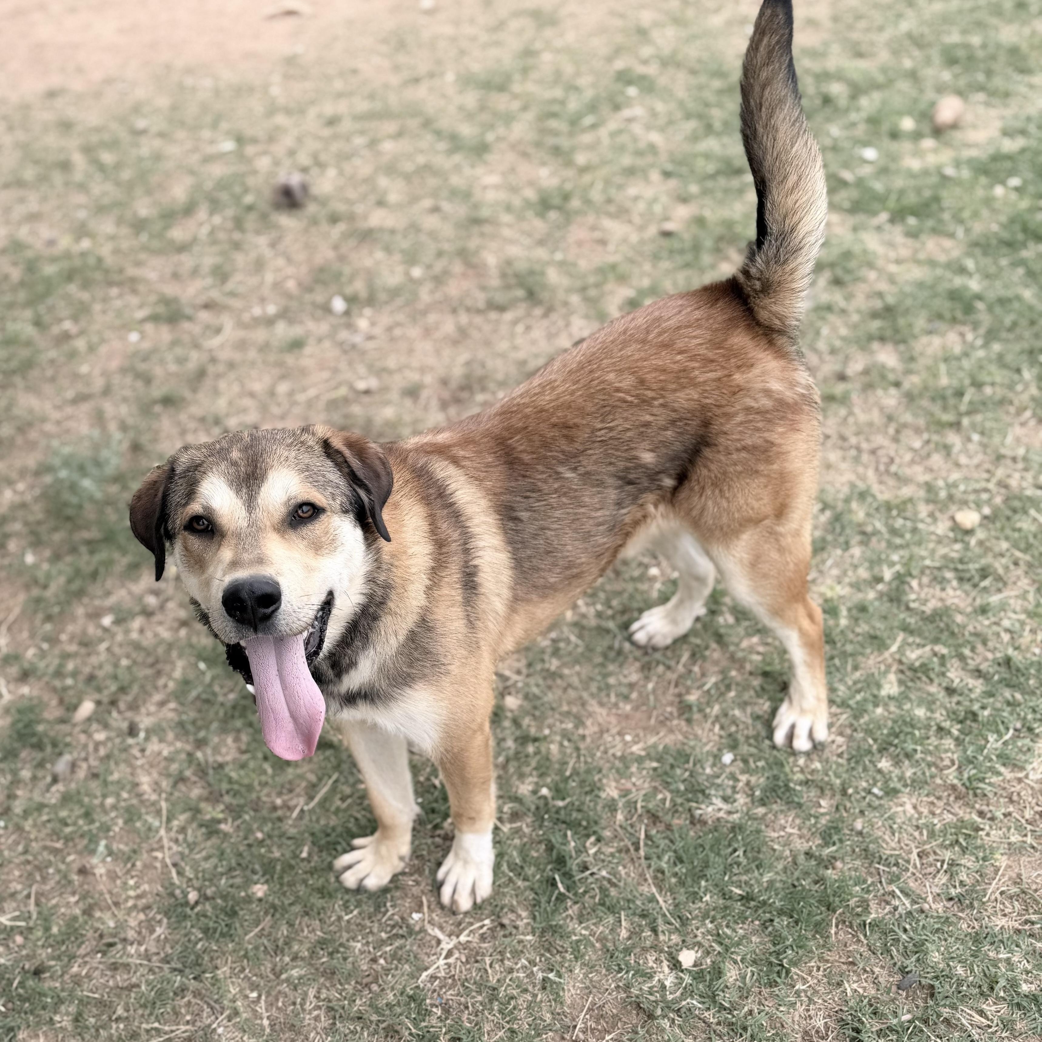 MONTY, a Adoptable mixed breed in Cranston, RI image 4/4
