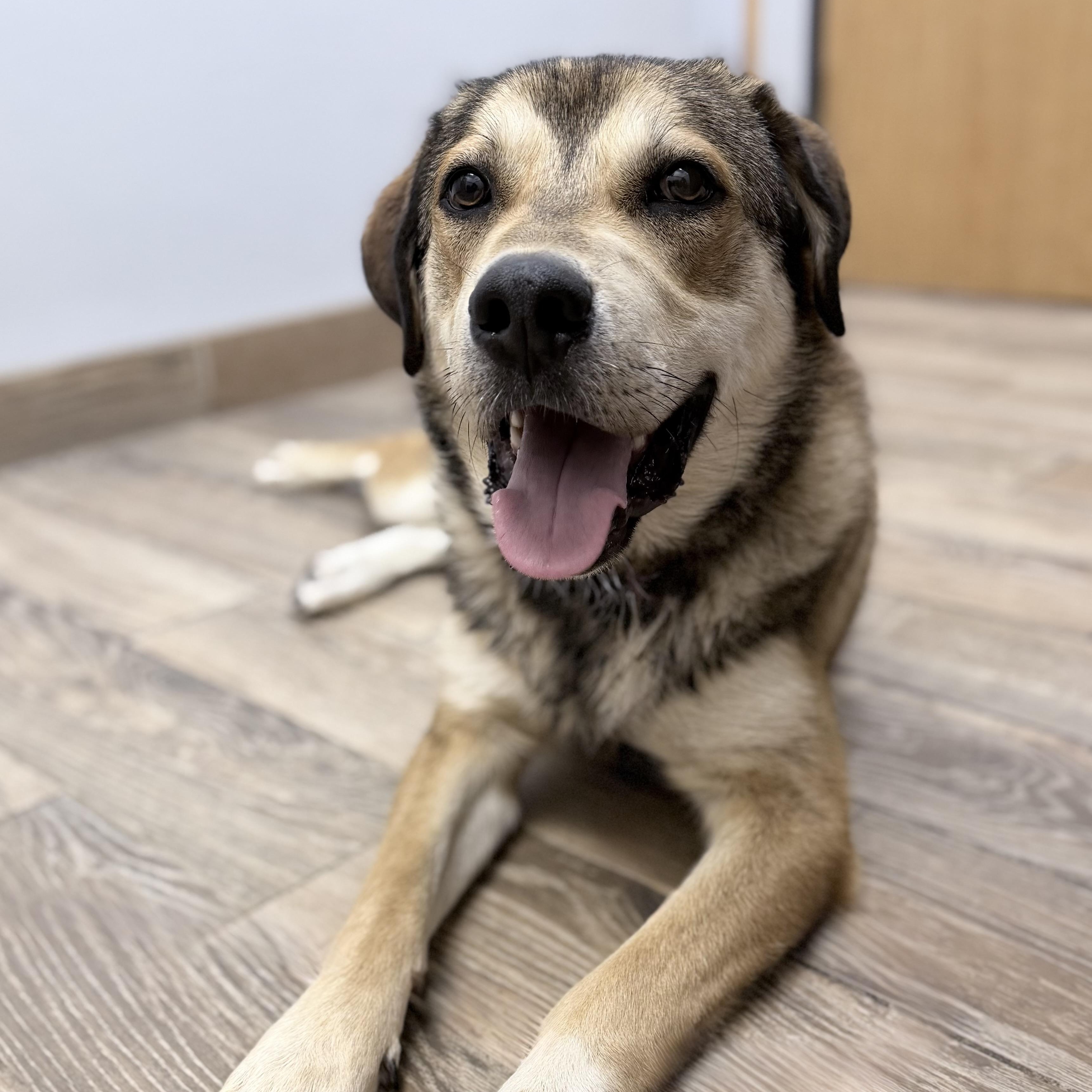 MONTY, a Adoptable mixed breed in Cranston, RI image 2/4