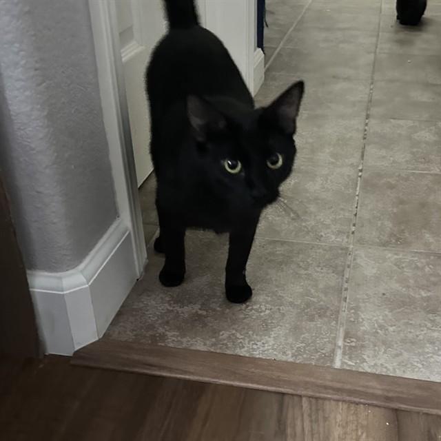 MEADOW, Adoptable, Young Female Domestic Short Hair.