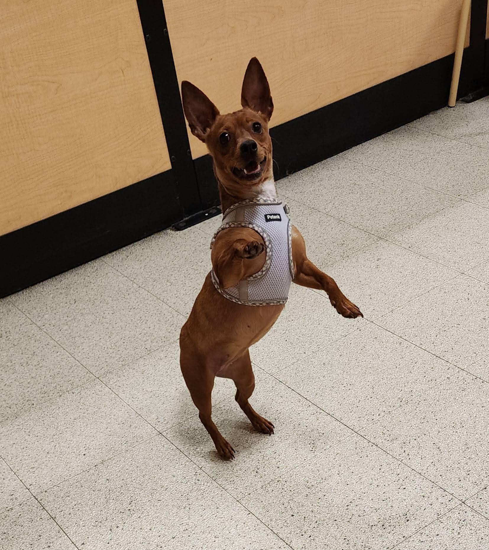 Peanut & Diva chiweenie Dynamic Duo, an adoptable Chiweenie in Dubuque, IA, 52001 | Photo Image 3