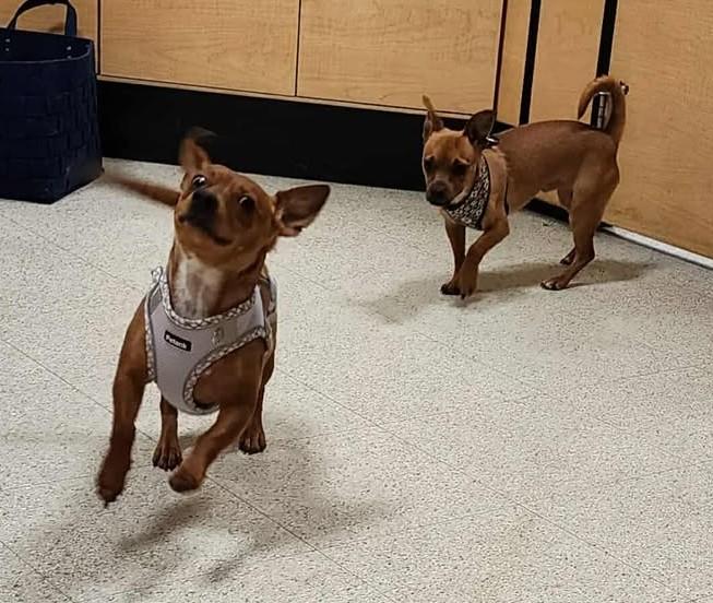 Peanut & Diva chiweenie Dynamic Duo, a Adopted mixed breed in Dubuque, IA image 4/4