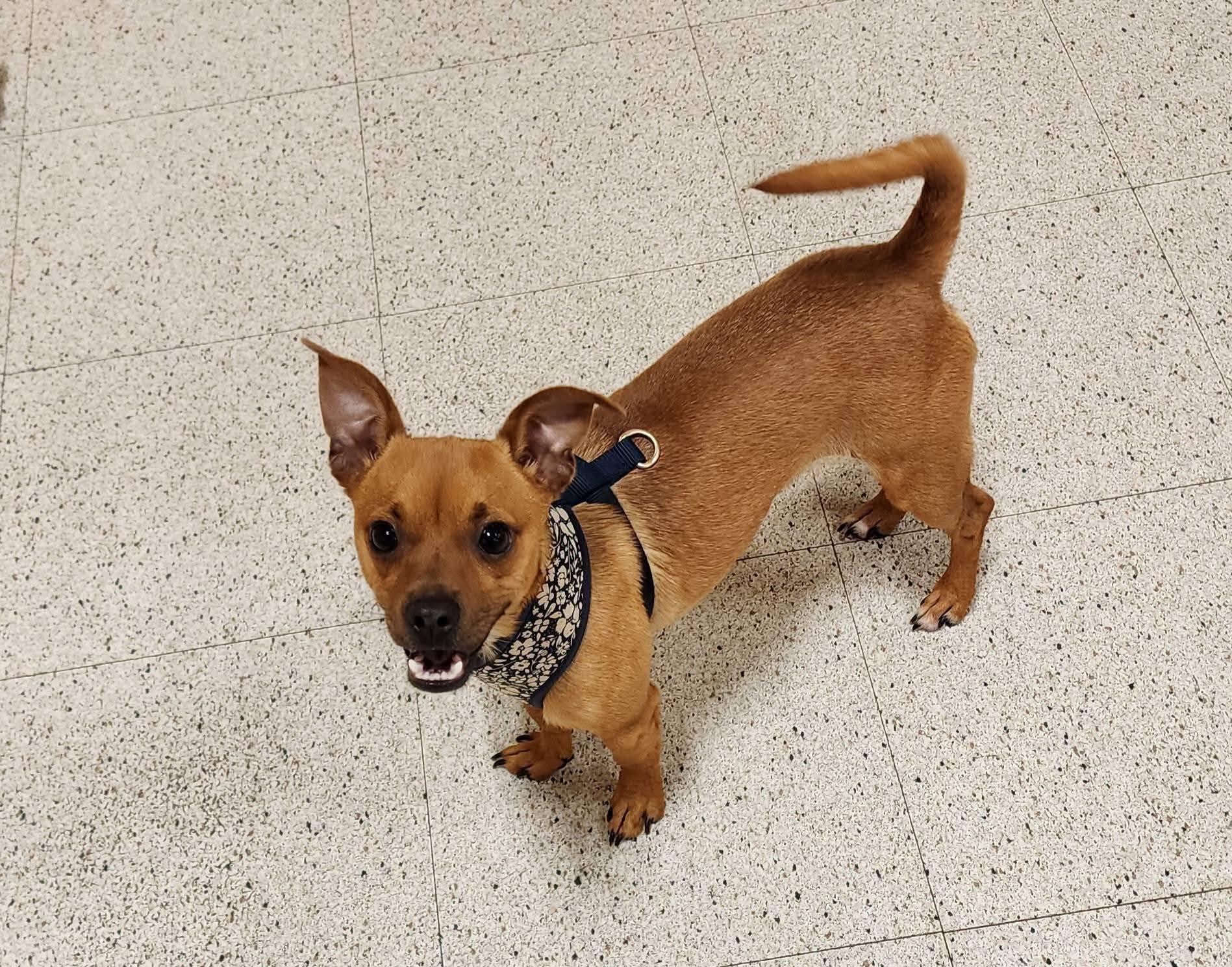 Peanut & Diva chiweenie Dynamic Duo, a Adopted mixed breed in Dubuque, IA image 3/4