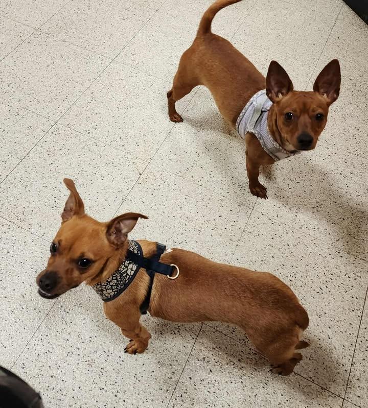 Peanut & Diva chiweenie Dynamic Duo, an adoptable Chiweenie in Dubuque, IA, 52001 | Photo Image 1