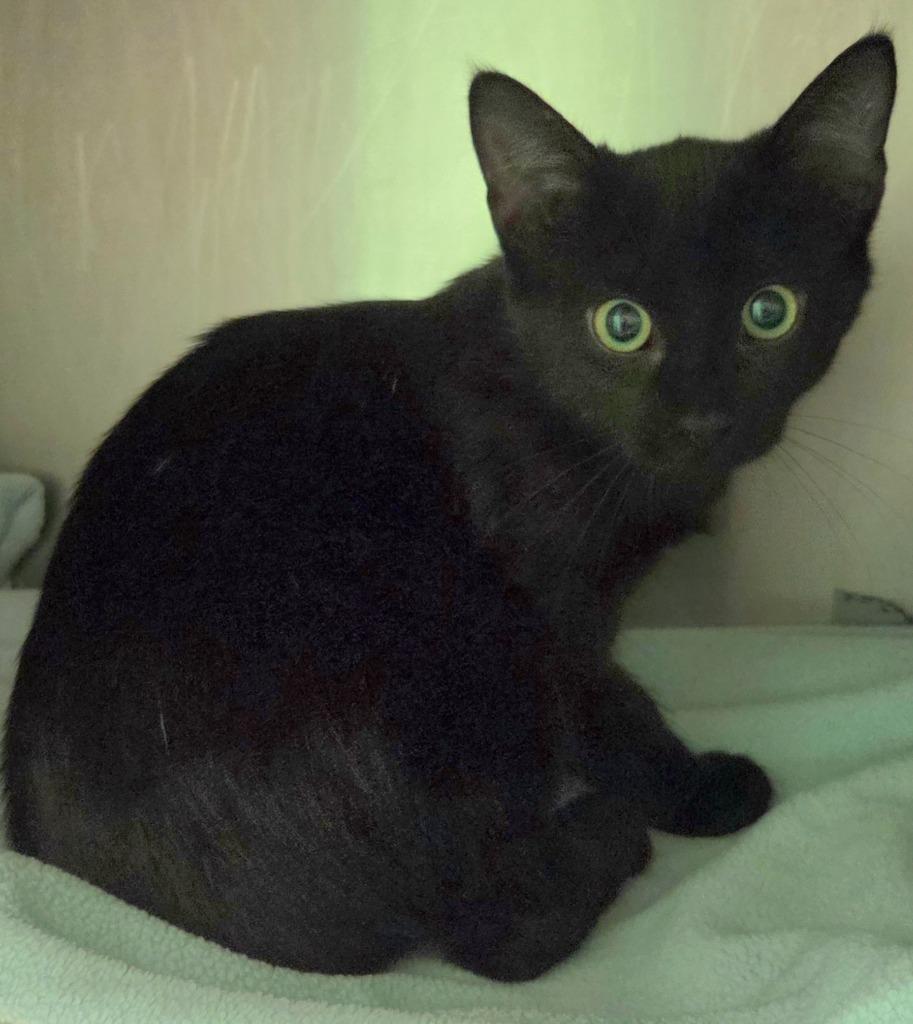 Enlarge Tabitha, a Adoptable mixed breed in Olean, NY image 1/1