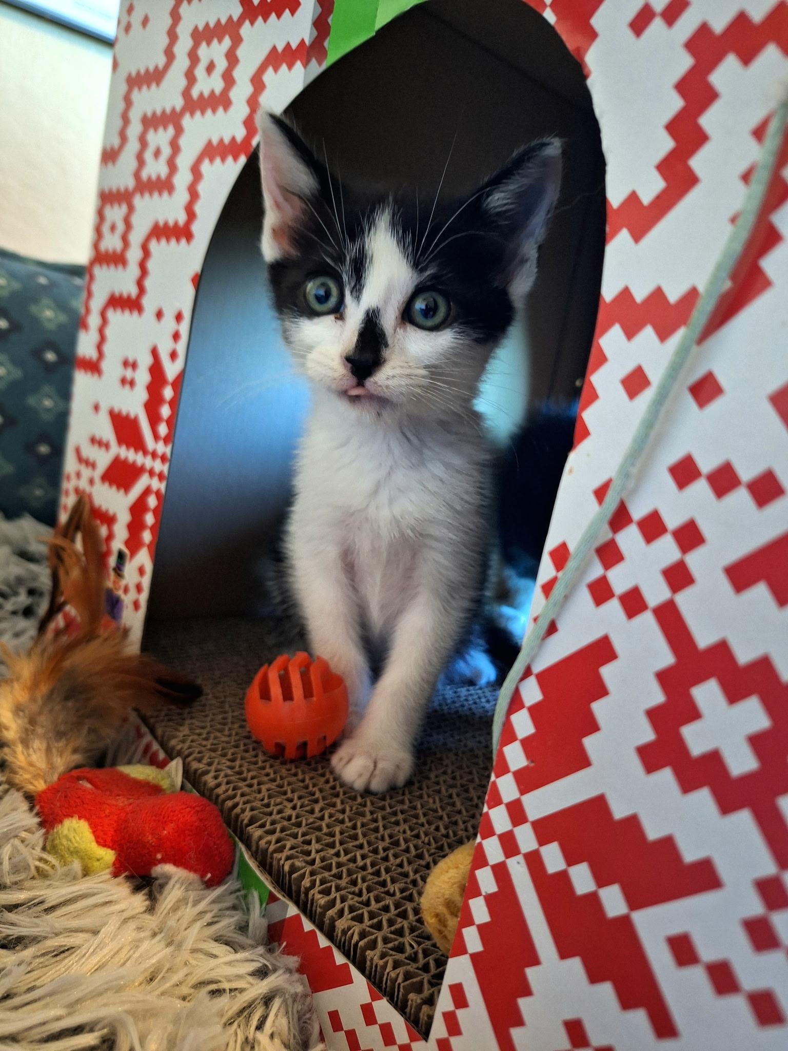 Martini, a ADOPTABLE Tuxedo in Pinole, CA image 5/5