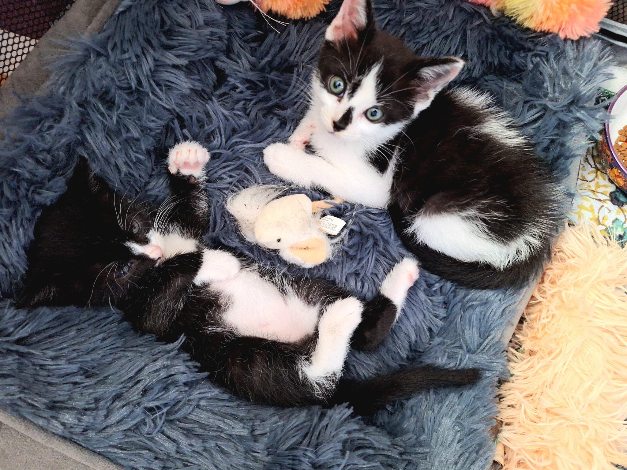 Martini, a ADOPTABLE Tuxedo in Pinole, CA image 4/5