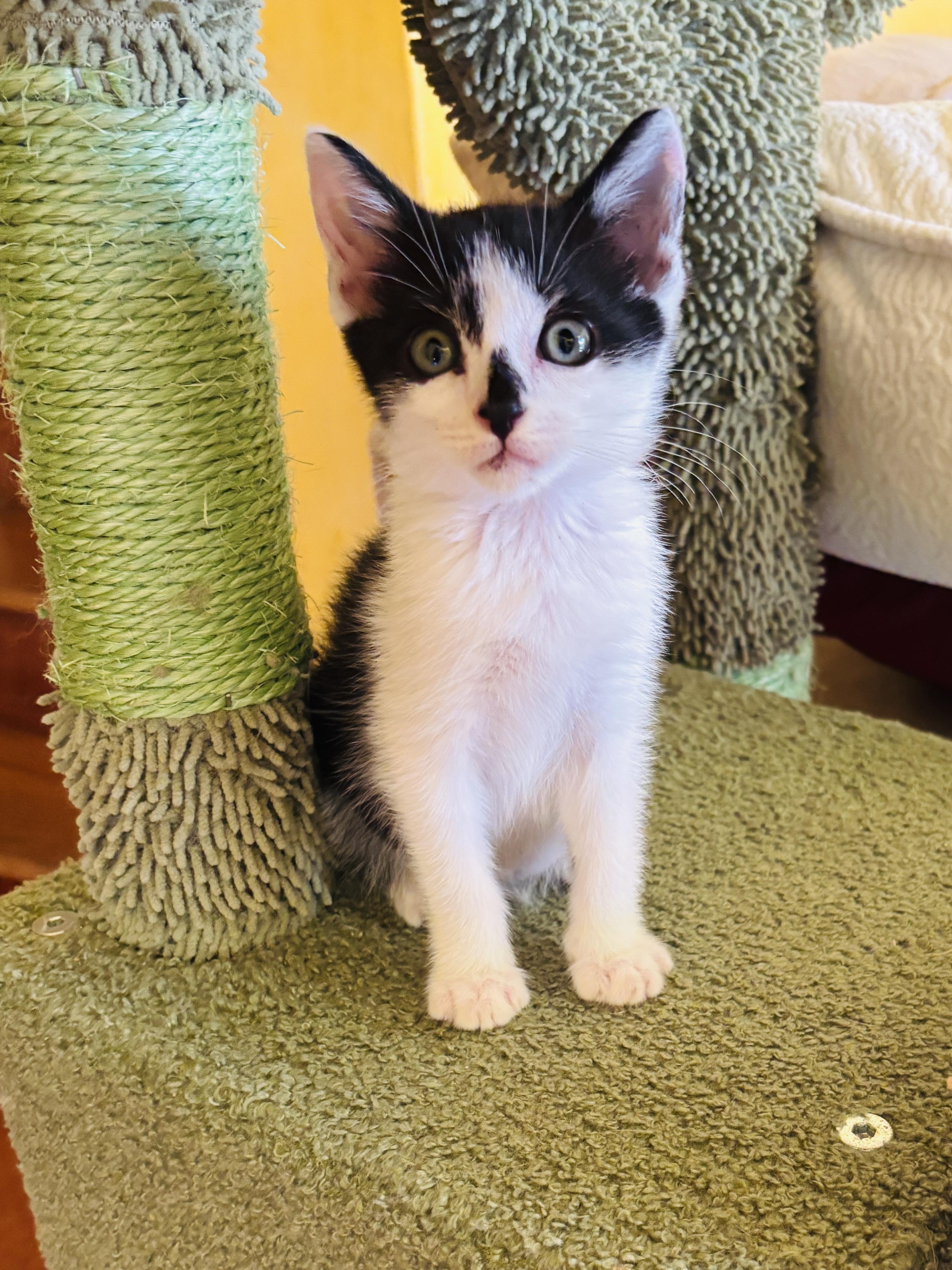 Martini, a ADOPTABLE Tuxedo in Pinole, CA image 3/5