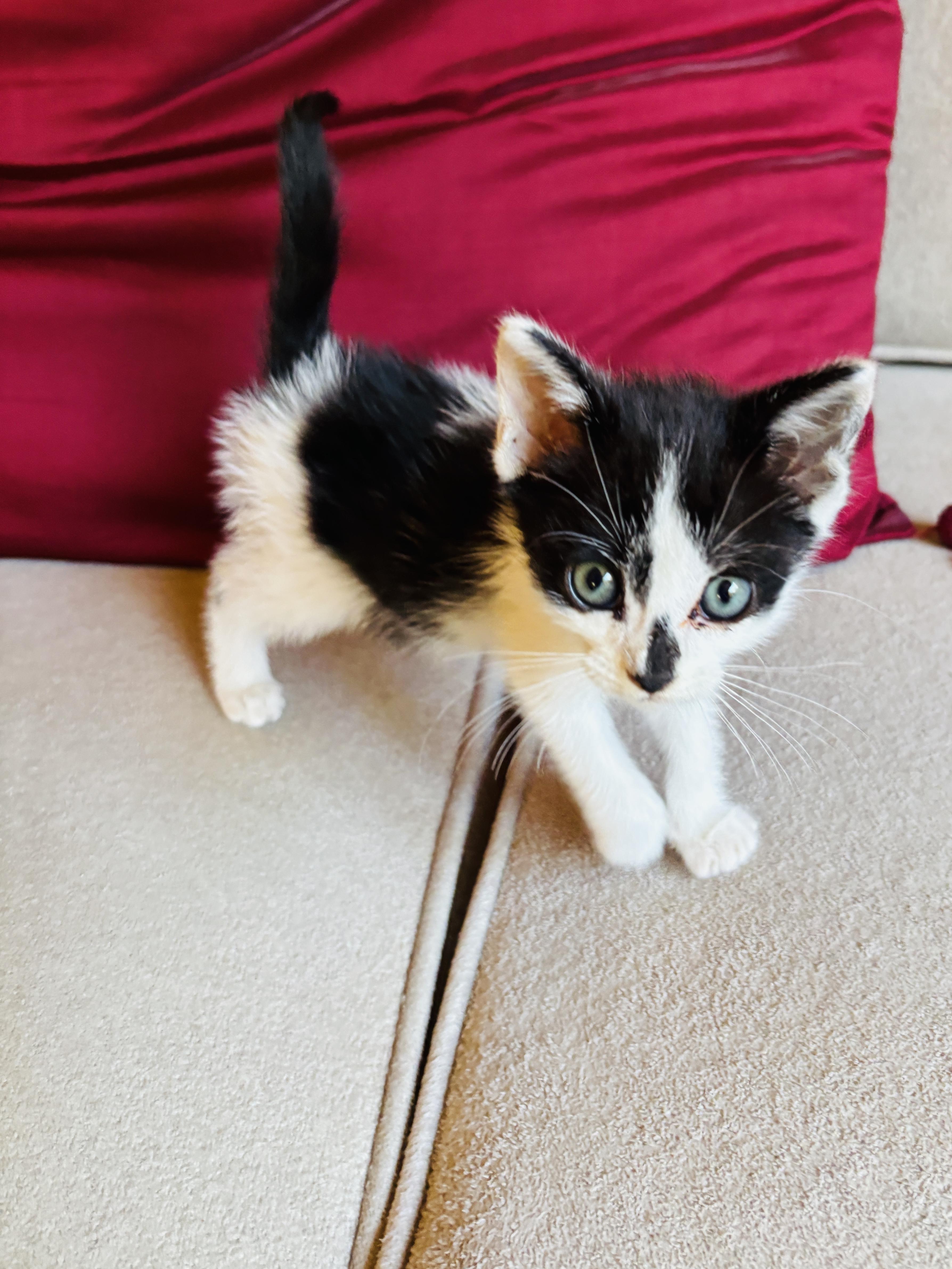 Martini, a ADOPTABLE Tuxedo in Pinole, CA image 1/5