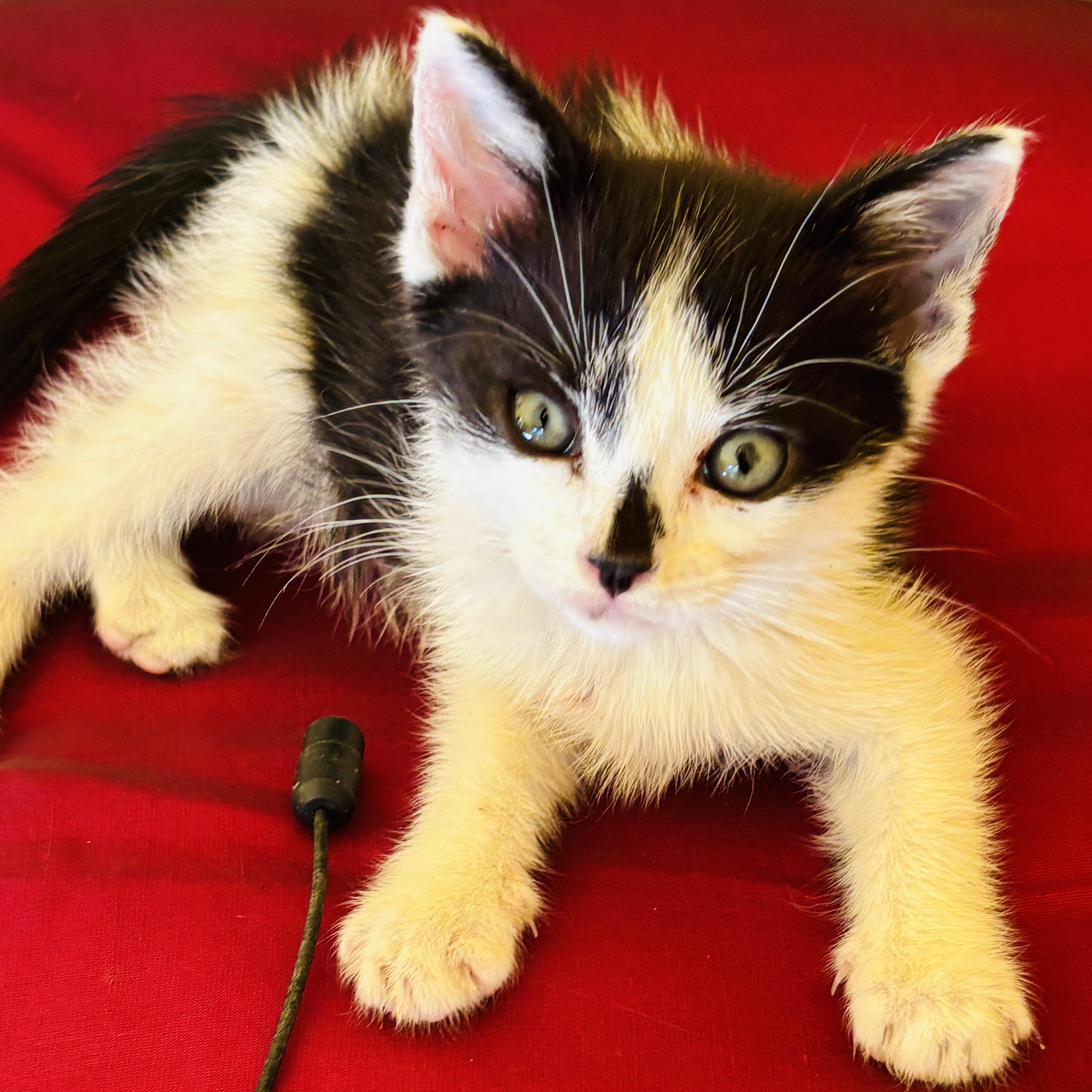 Martini, a ADOPTABLE Tuxedo in Pinole, CA image 2/5