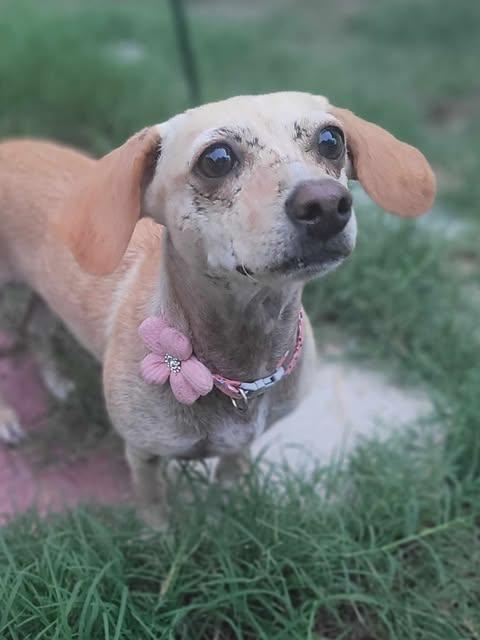 Angeline thumbnail 2