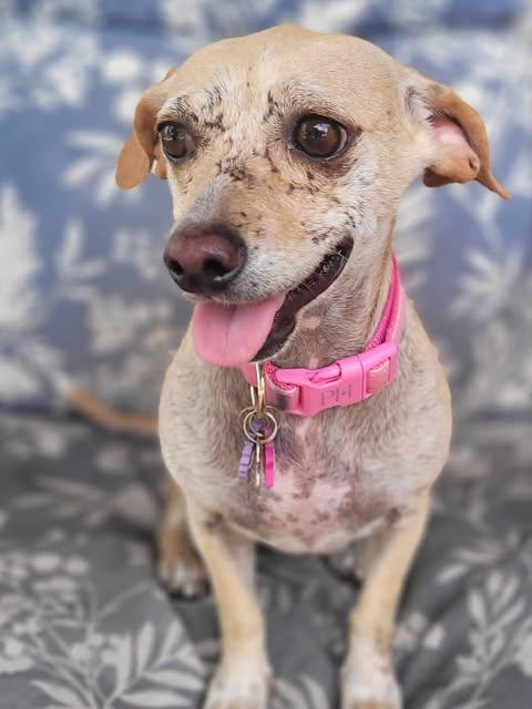 Angeline thumbnail 4