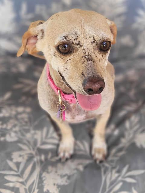 Angeline thumbnail 5