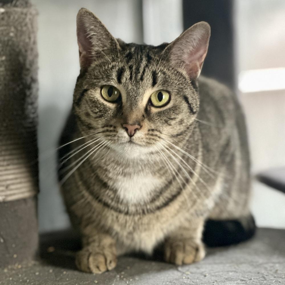 Avery, Adoptable, Adult Female Domestic Short Hair.