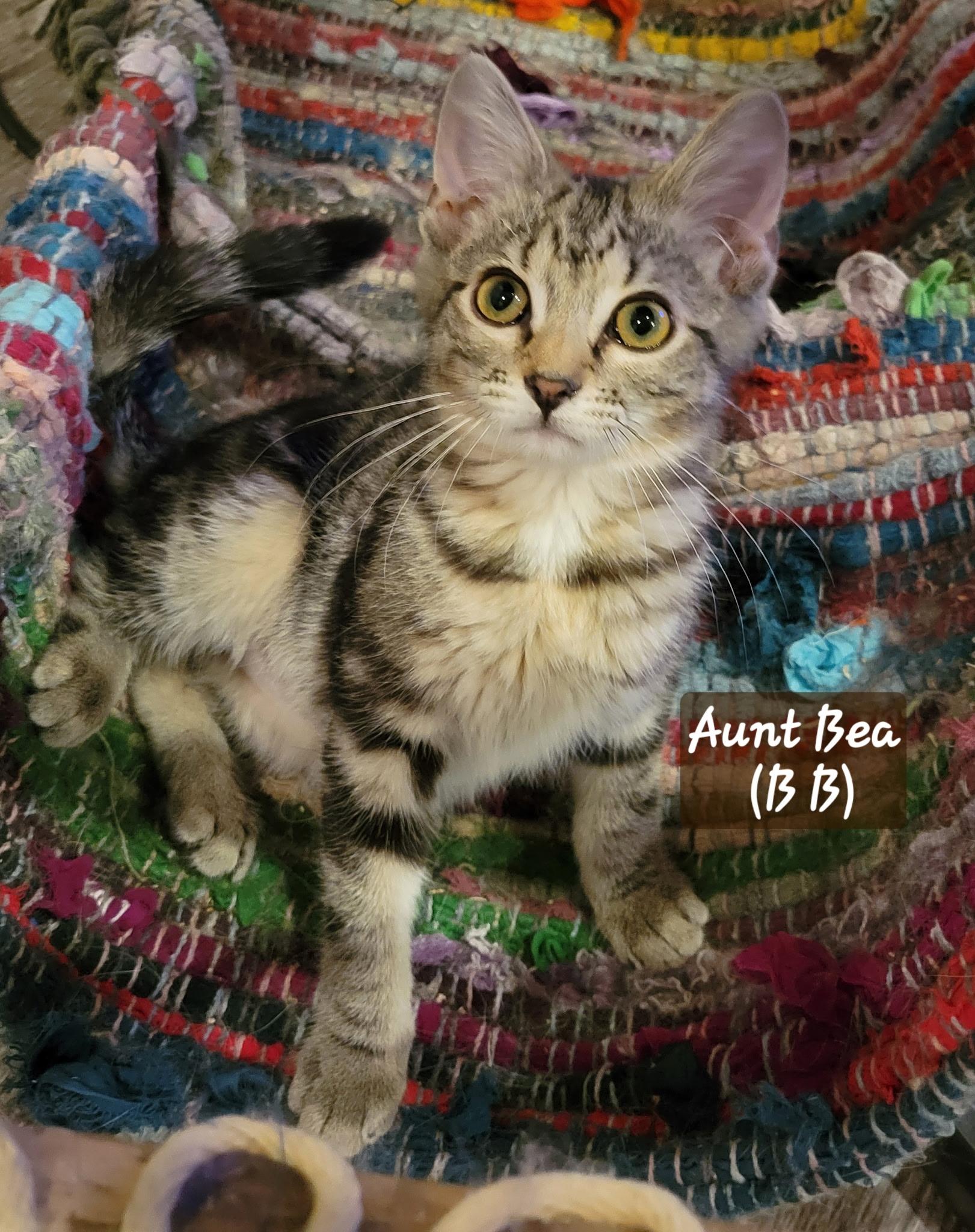 Enlarge Aunt Bea, a ADOPTABLE Domestic Short Hair in Indianapolis, IN image 2/2