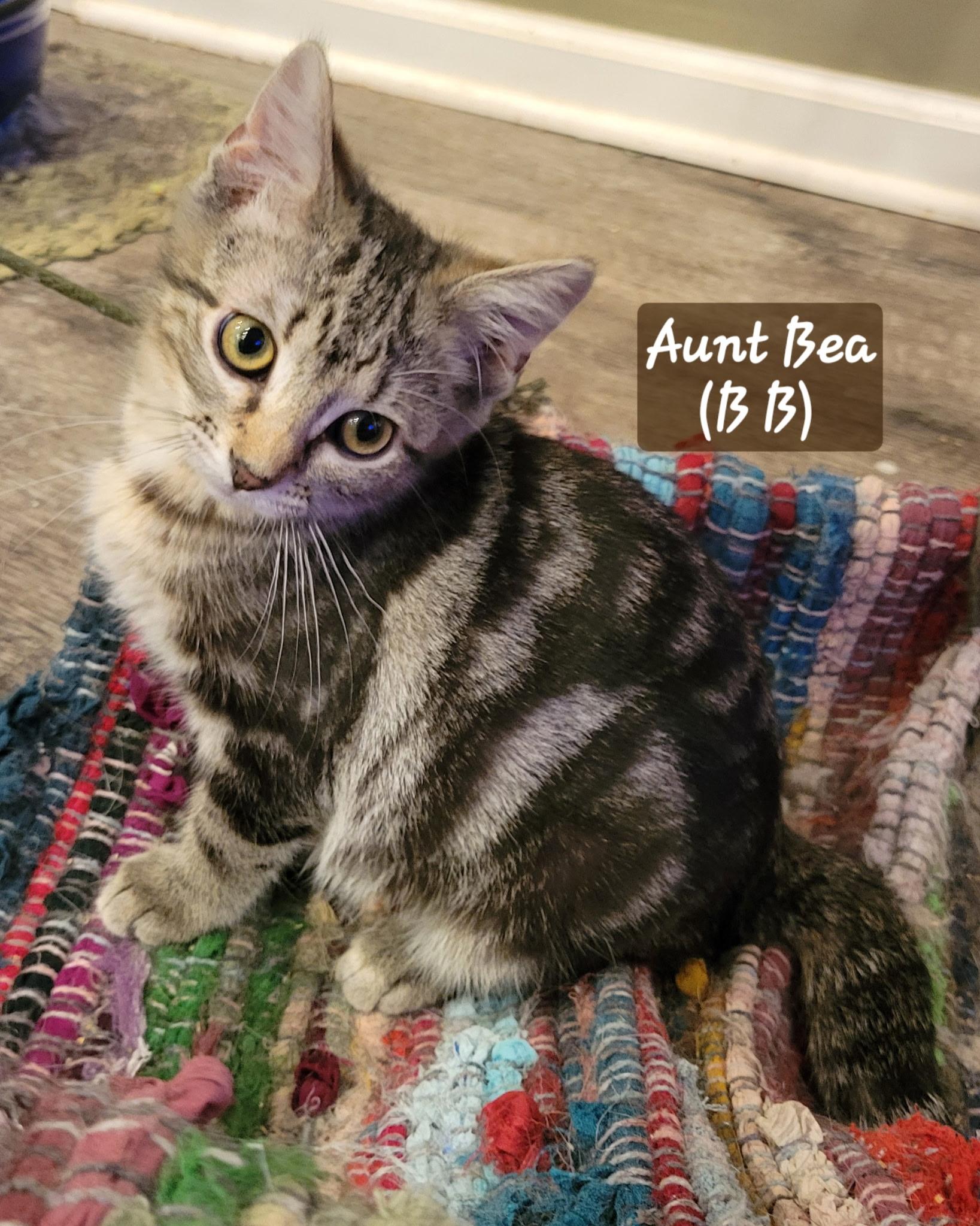 Aunt Bea, ADOPTABLE, Kitten Female Domestic Short Hair.