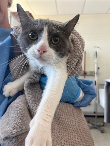 KILIMANJARO, Adoptable, Adult Male Domestic Short Hair.