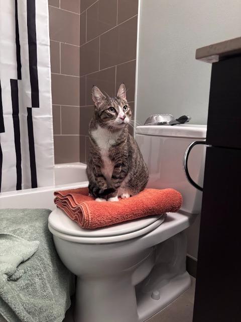 Lopsy (and Sally), Adoptable, Adult Male Domestic Short Hair.