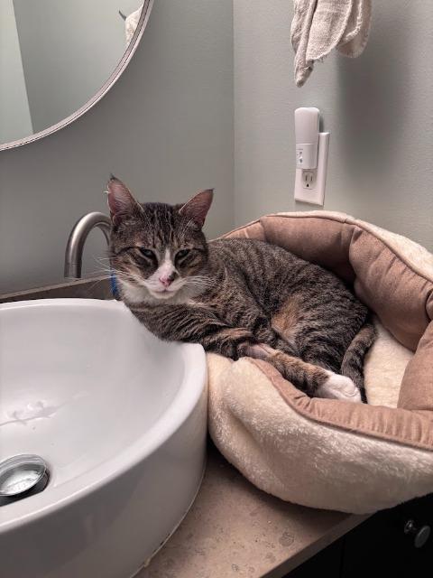 Enlarge Lopsy (and Sally), a Adoptable mixed breed in Shoreline, WA image 2/6