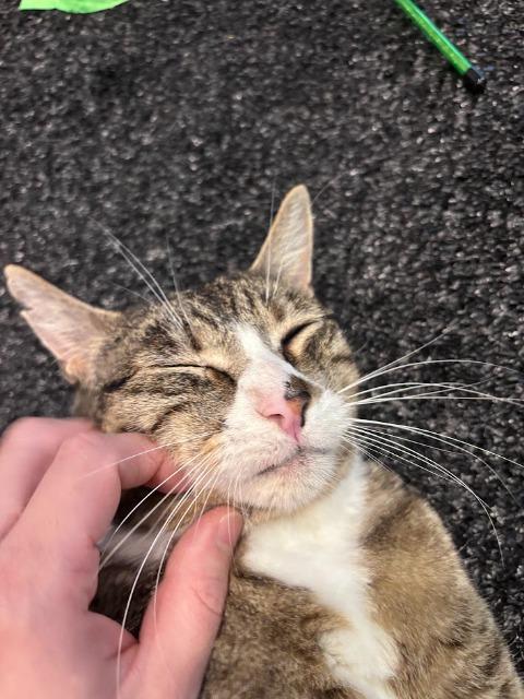 Enlarge Lopsy (and Sally), a Adoptable mixed breed in Shoreline, WA image 3/6