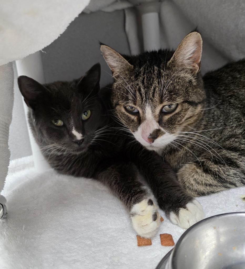 Enlarge Lopsy (and Sally), a Adoptable mixed breed in Shoreline, WA image 4/6