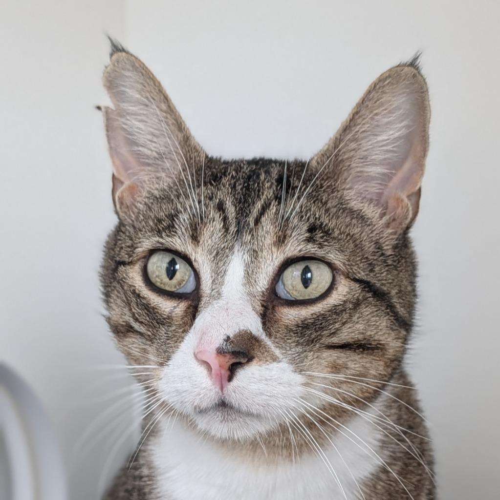 Enlarge Lopsy (and Sally), a Adoptable mixed breed in Shoreline, WA image 5/6