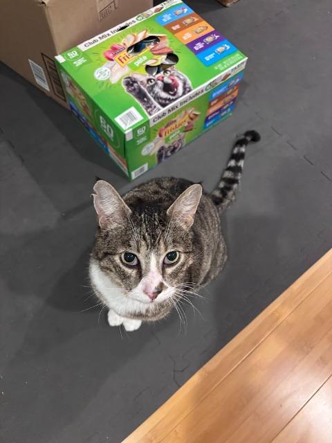 Enlarge Lopsy (and Sally), a Adoptable mixed breed in Shoreline, WA image 6/6