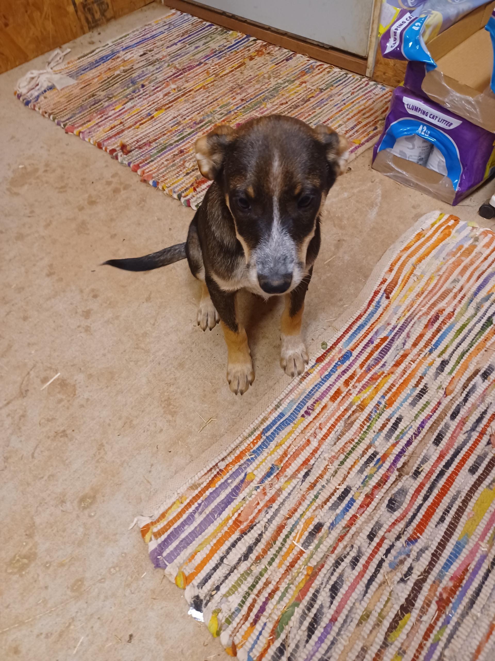 Puglsy, Adoptable, Puppy Male Hound.