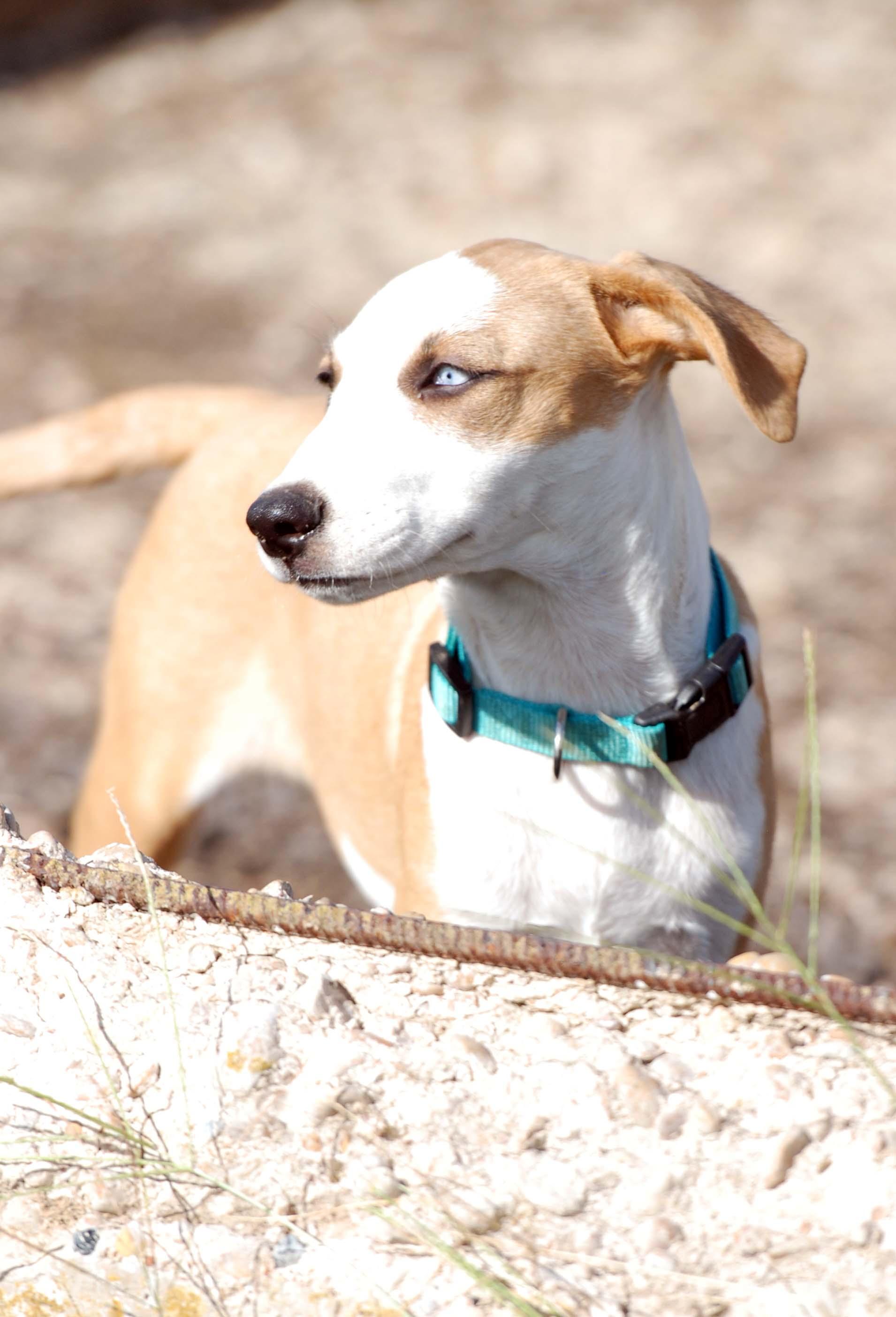 Enlarge Jolene, a Adoptable mixed breed in Madisonville, TX image 3/5