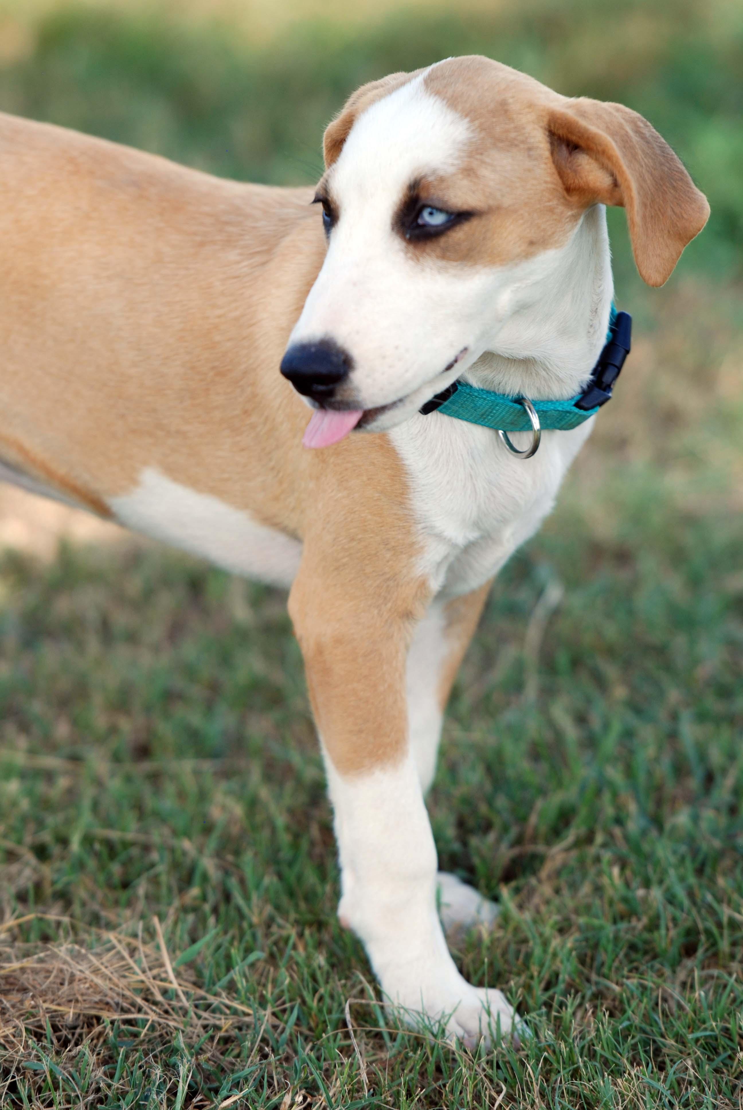 Enlarge Jolene, a Adoptable mixed breed in Madisonville, TX image 5/5