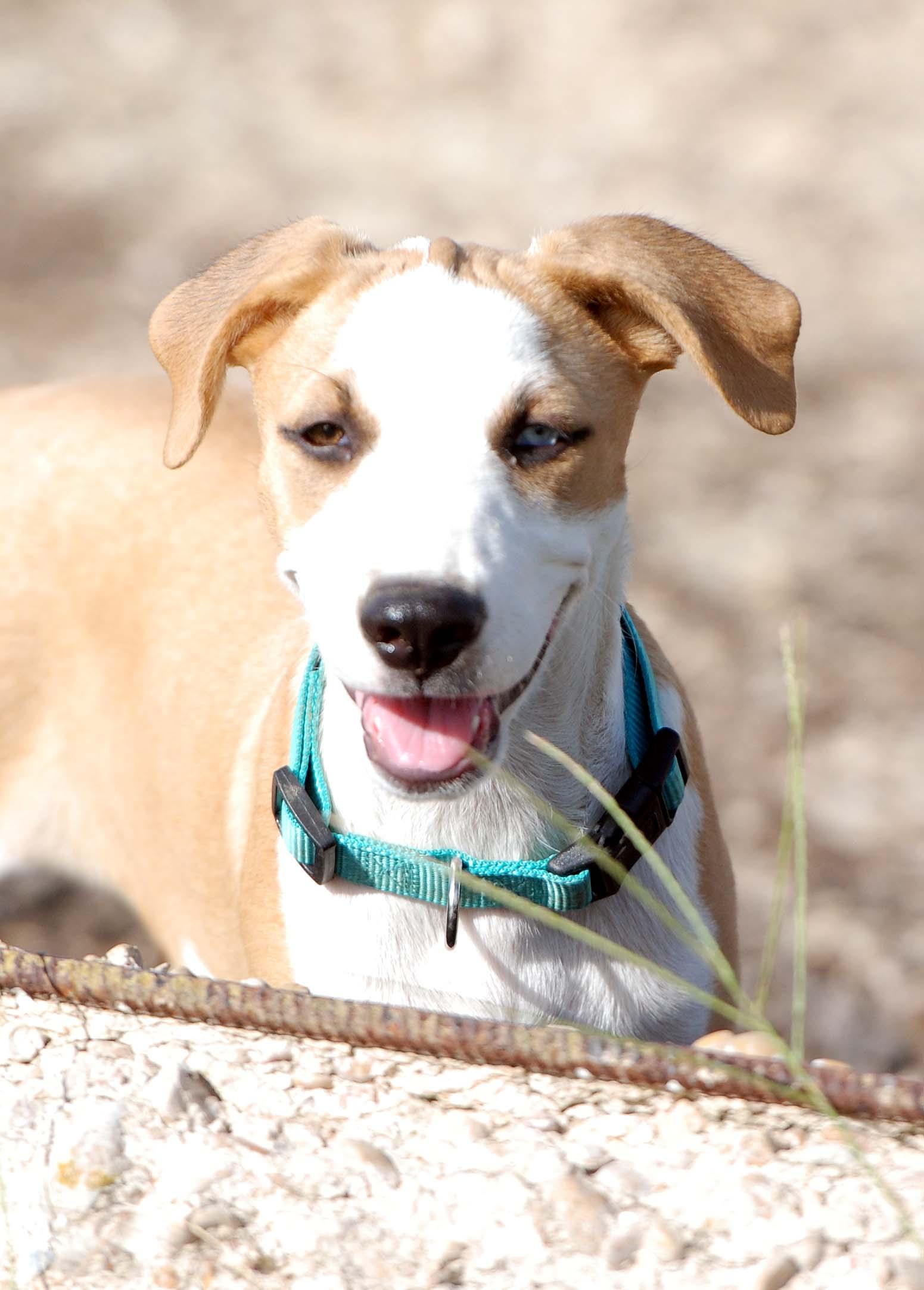 Jolene, Adoptable, Puppy Female Labrador Retriever.