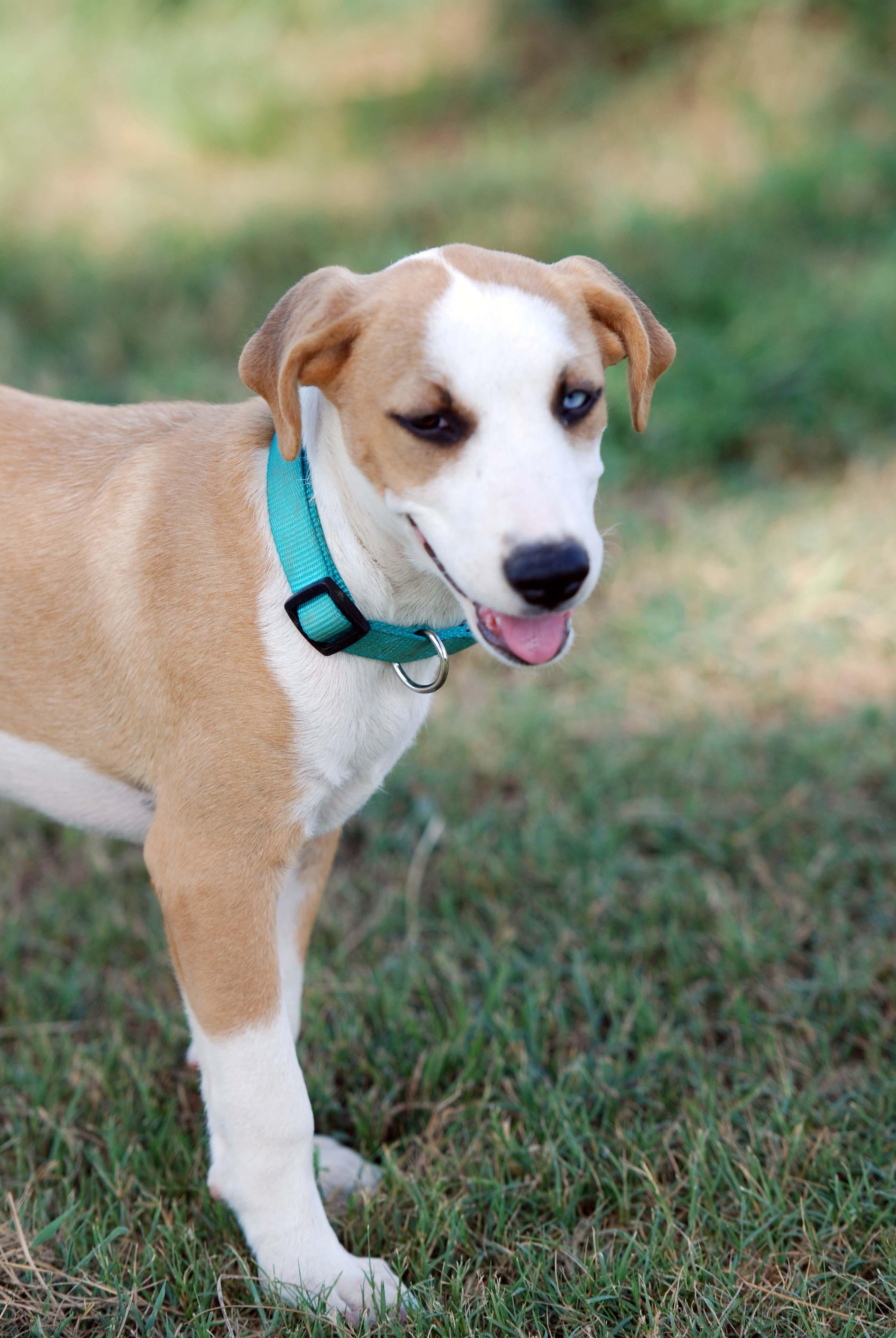 Enlarge Jolene, a Adoptable mixed breed in Madisonville, TX image 4/5