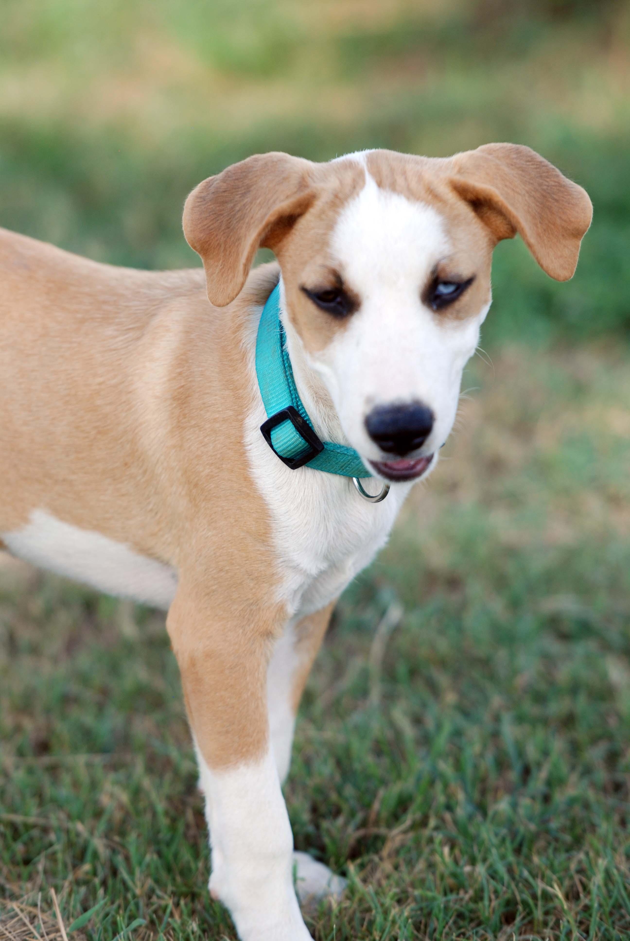 Enlarge Jolene, a Adoptable mixed breed in Madisonville, TX image 2/5