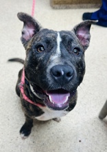 Enlarge Moe, a Adoptable mixed breed in Grove City, OH image 1/1