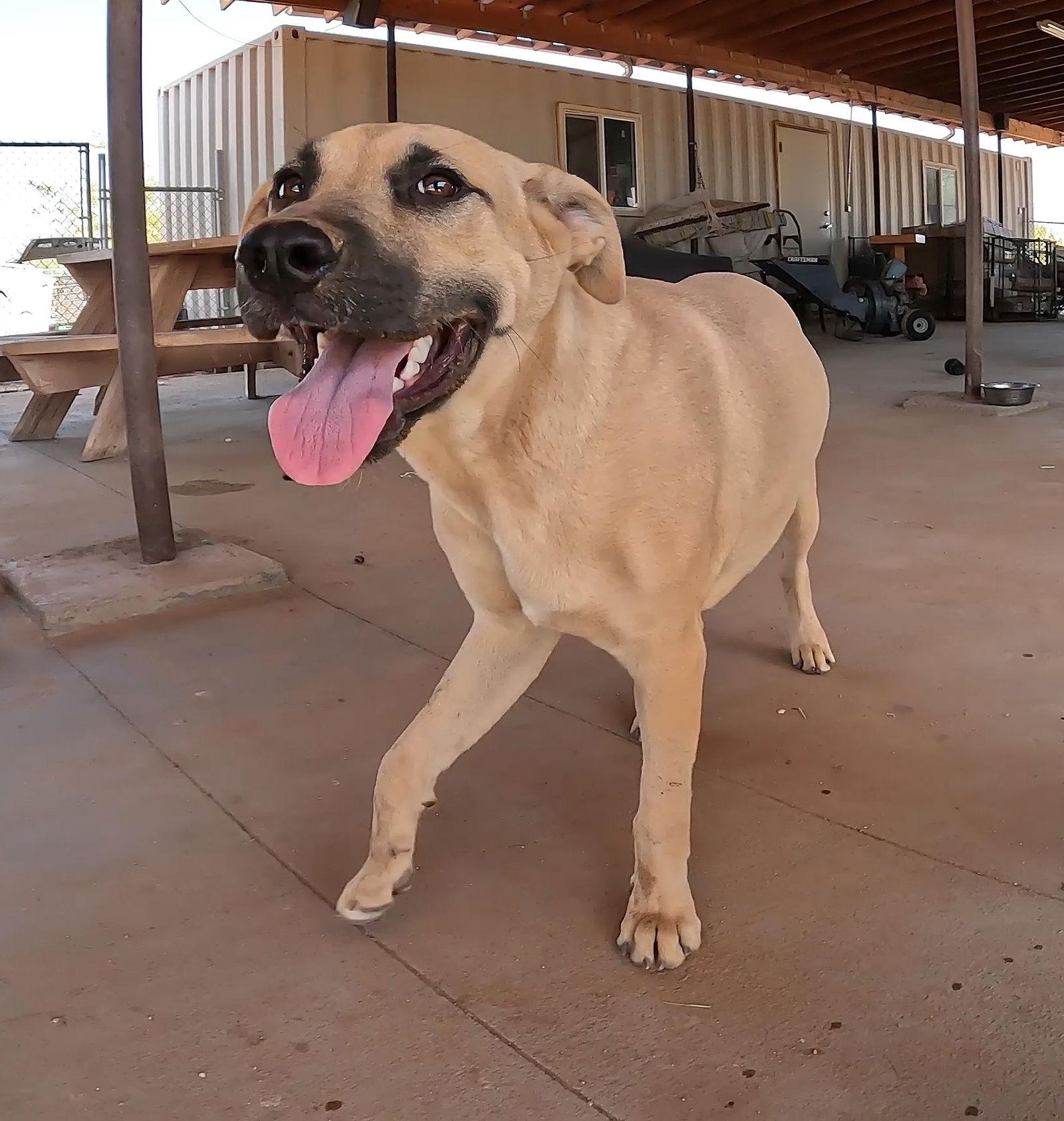 Enlarge Gordo, a Adoptable Black Mouth Cur in Queen Creek, AZ image 1/3
