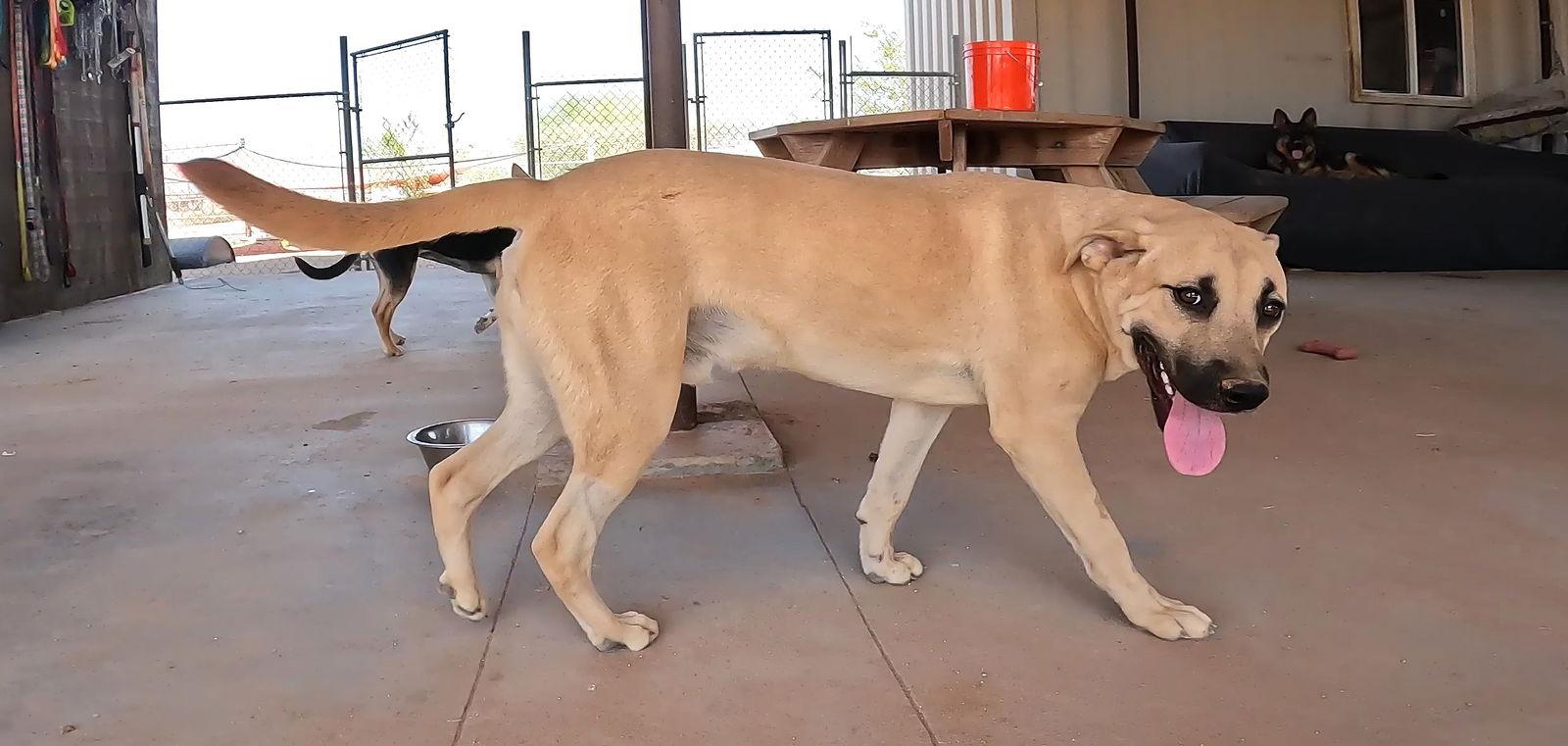 Enlarge Gordo, a Adoptable Black Mouth Cur in Queen Creek, AZ image 2/3