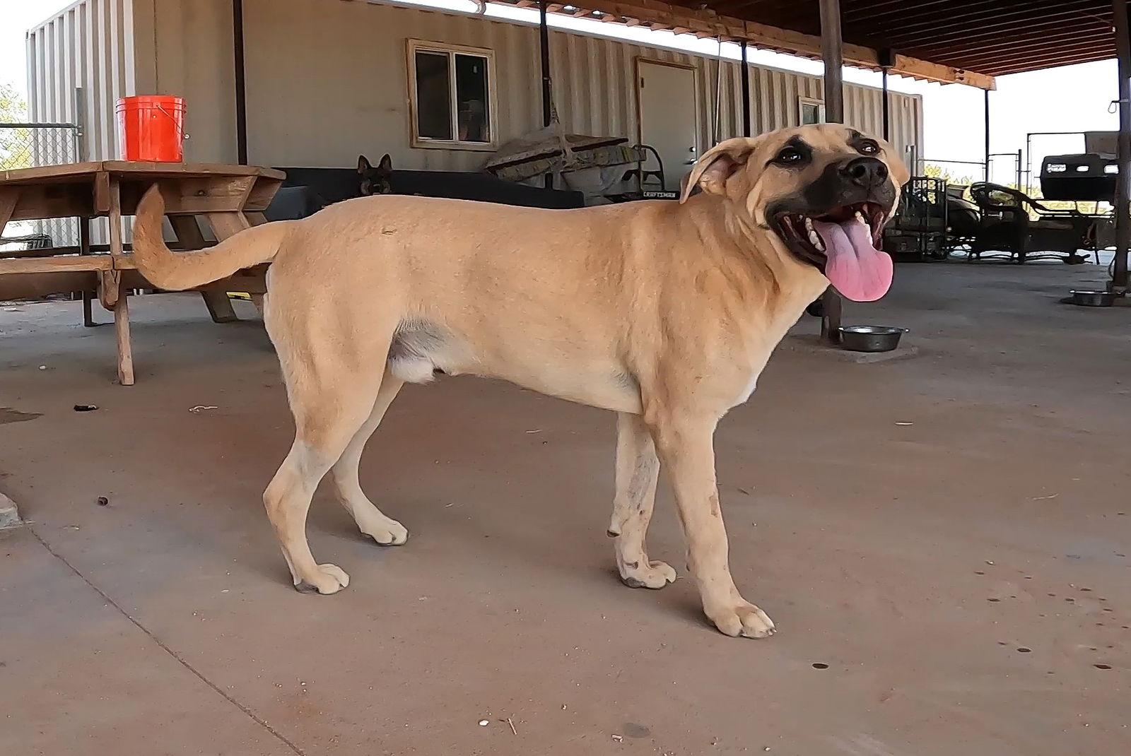 Enlarge Gordo, a Adoptable Black Mouth Cur in Queen Creek, AZ image 3/3