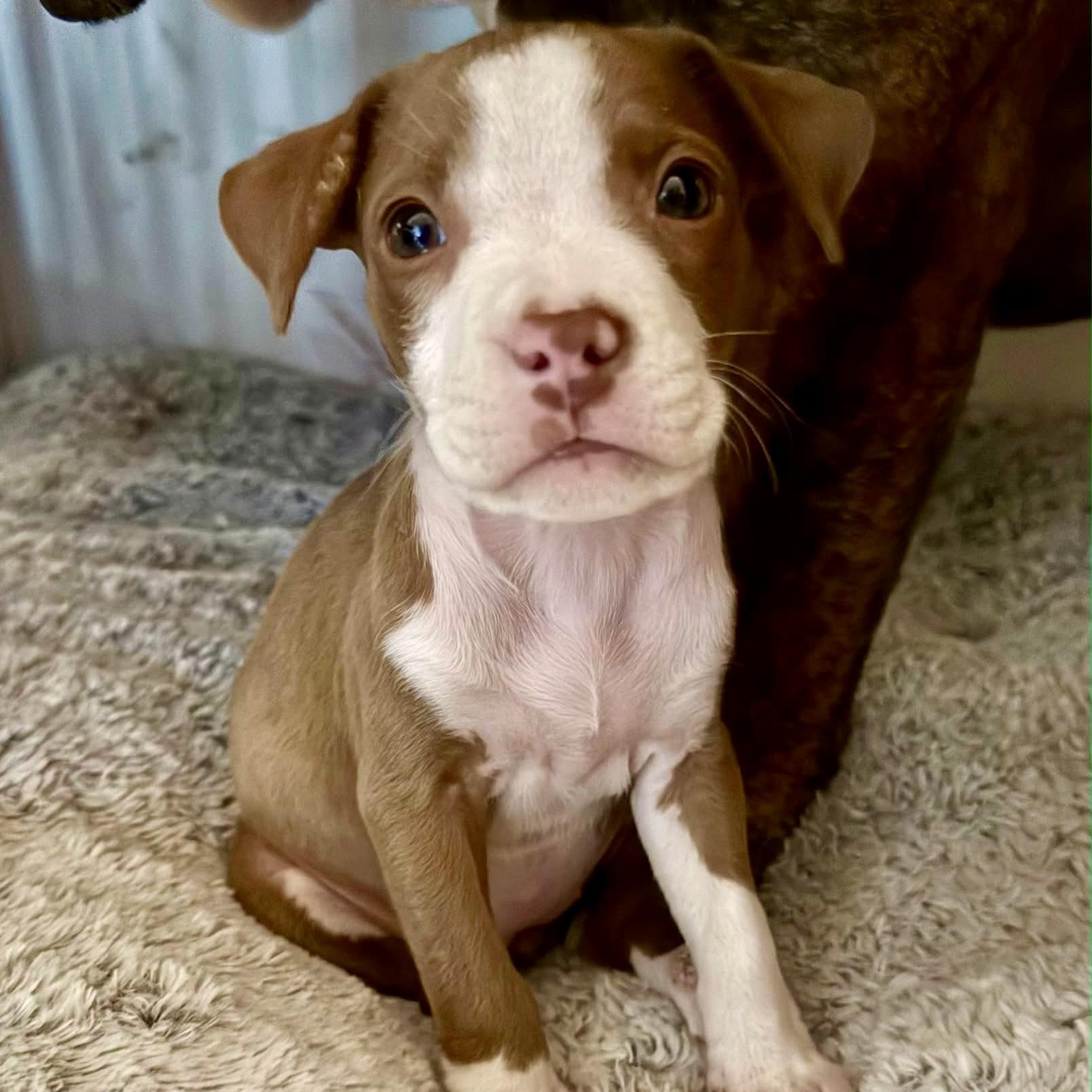 Brooklyn, adopted, Puppy Female Terrier & Boxer.