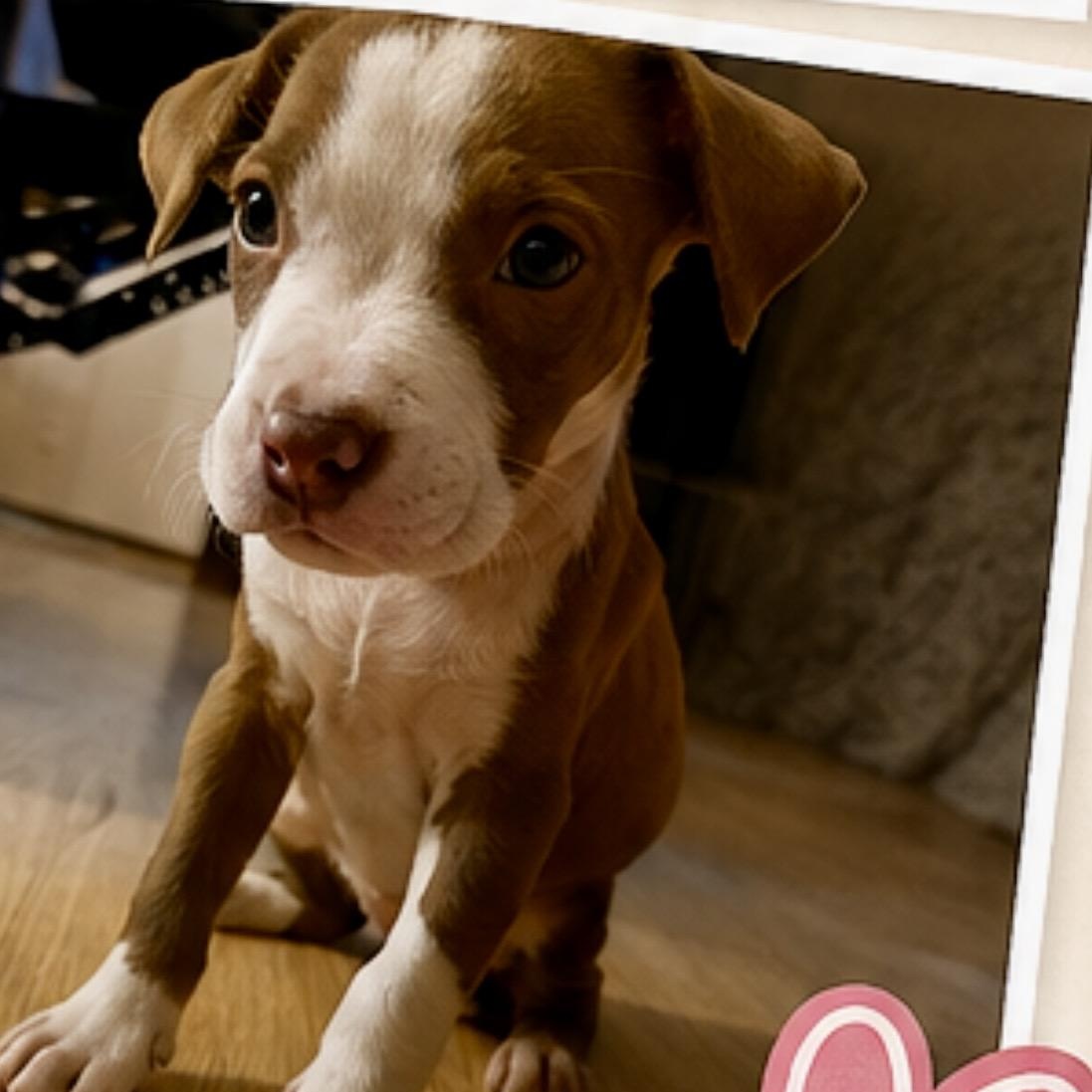 Enlarge Brooklyn, an adopted mixed breed in Waxhaw, NC image 3/4