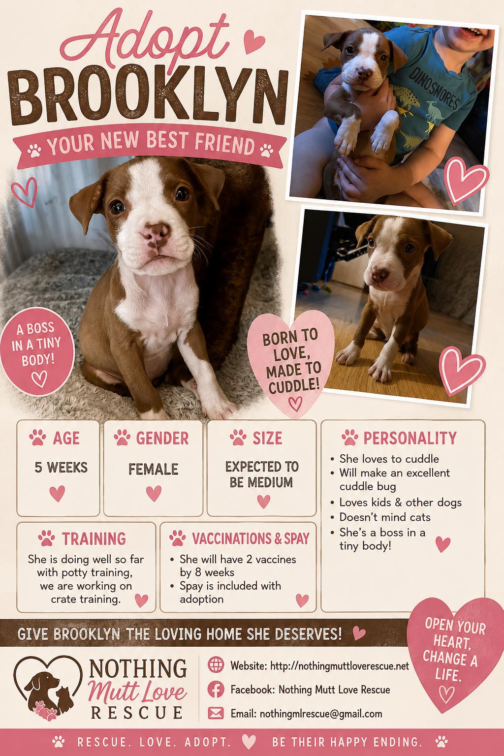 Enlarge Brooklyn, an adopted mixed breed in Waxhaw, NC image 4/4