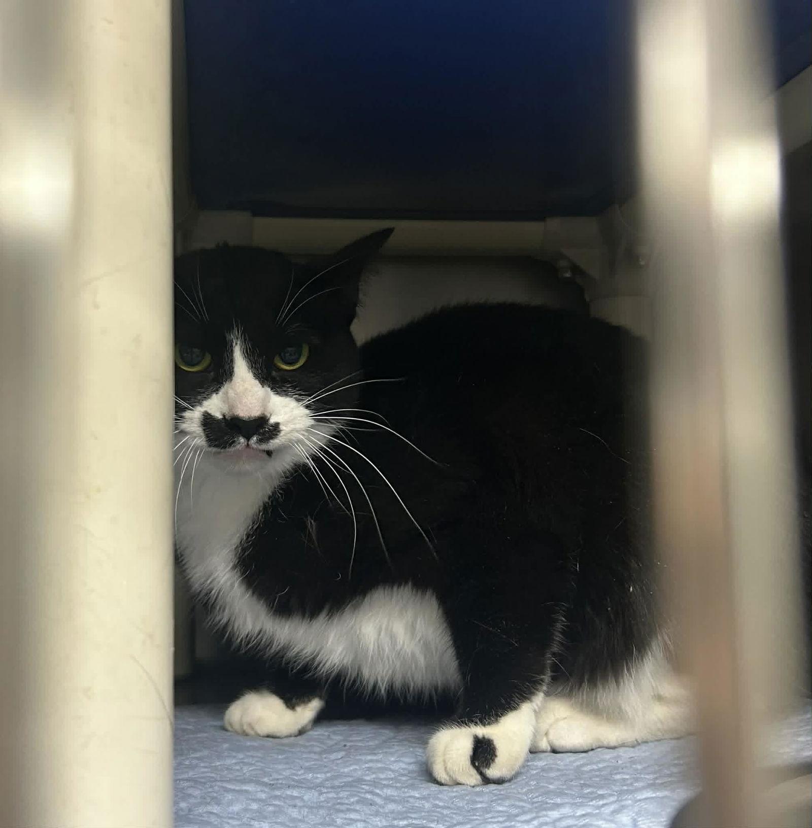 Oakley, Adoptable, Adult Female Domestic Short Hair.