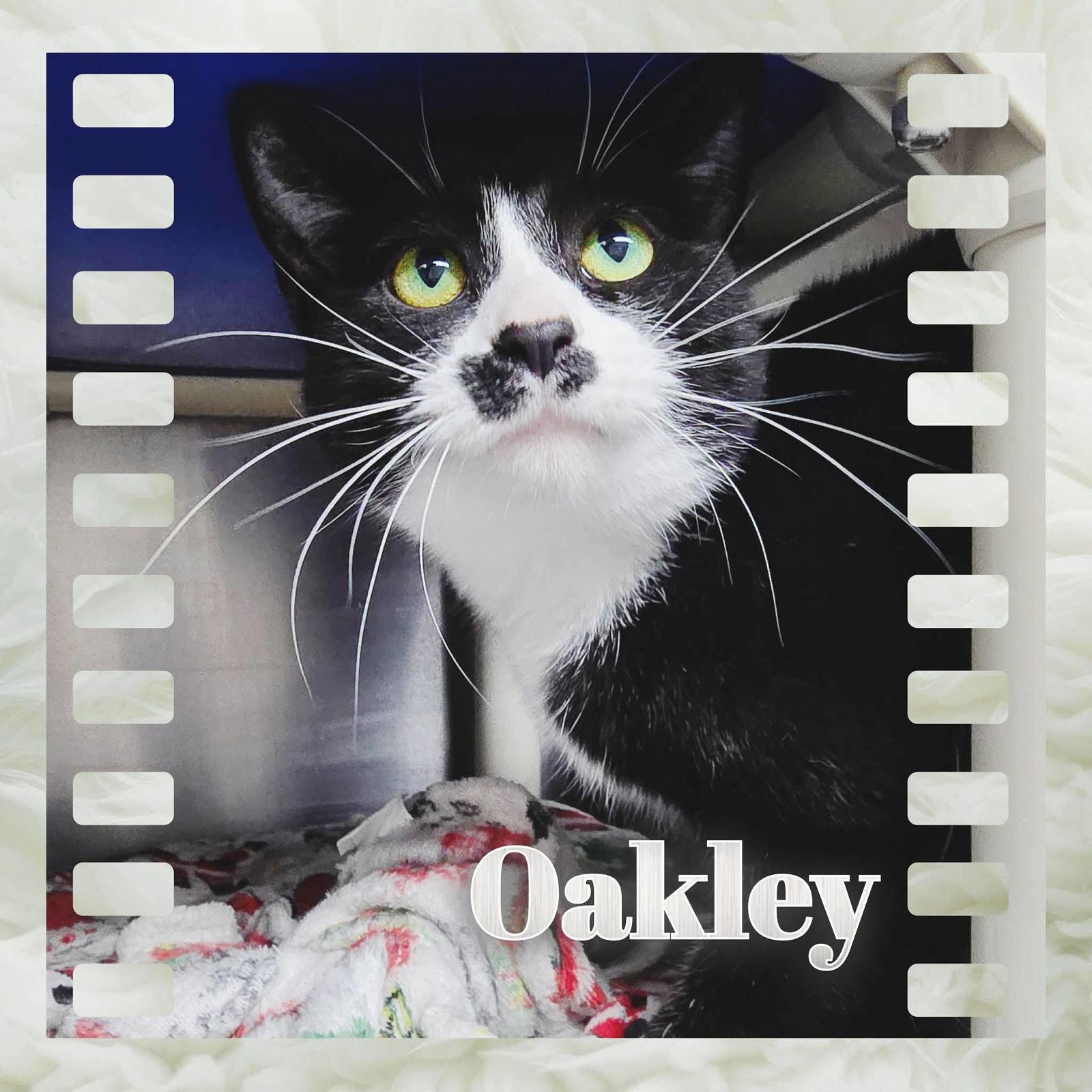 Enlarge Oakley, a Adoptable Domestic Short Hair in Sullivan, IN image 2/2